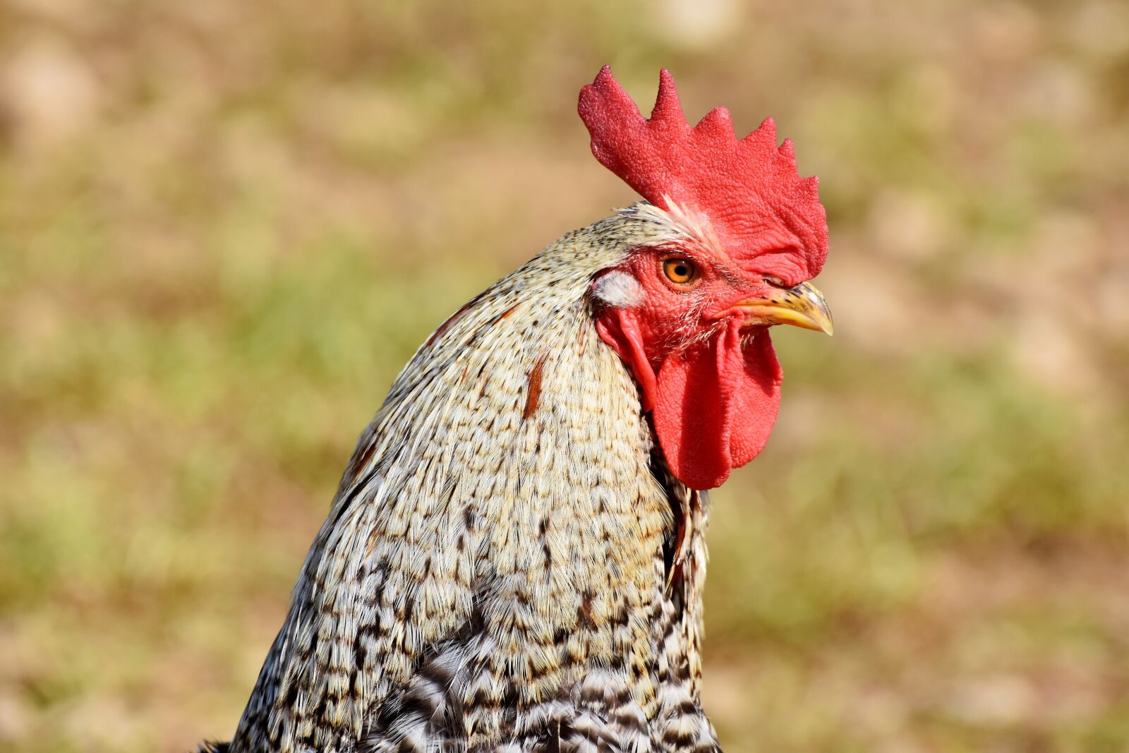 Nikon D7200 sample photo. Hahn, rooster head, poultry photography