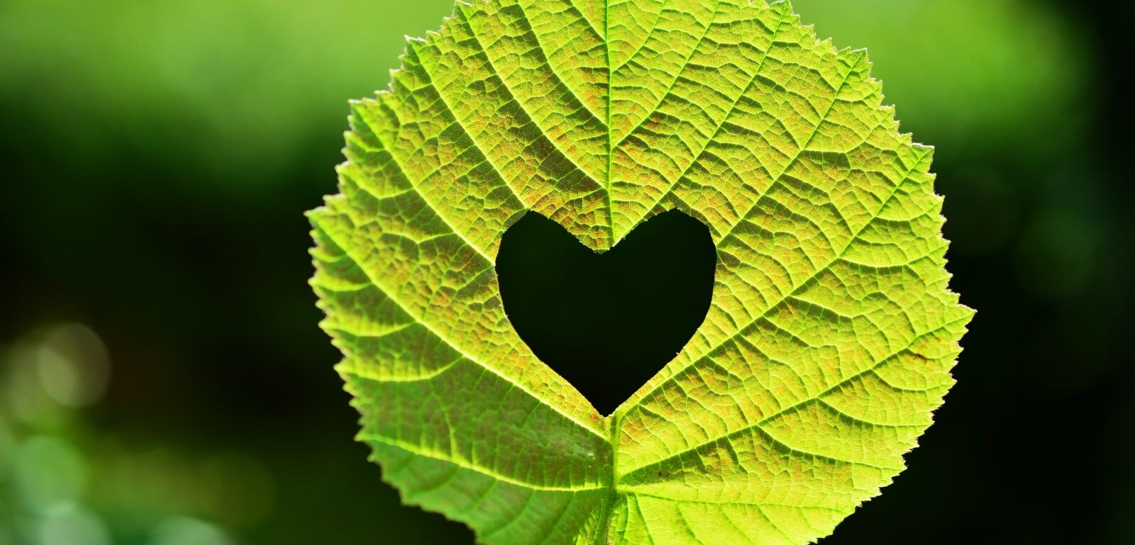 Nikon D5200 sample photo. Leaf, green leaf, backlighting photography