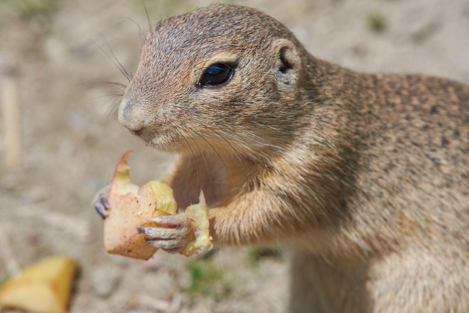 Nikon AF-S Nikkor 200-500mm F5.6E ED VR sample photo. Ground squirrel, gophers, eat photography