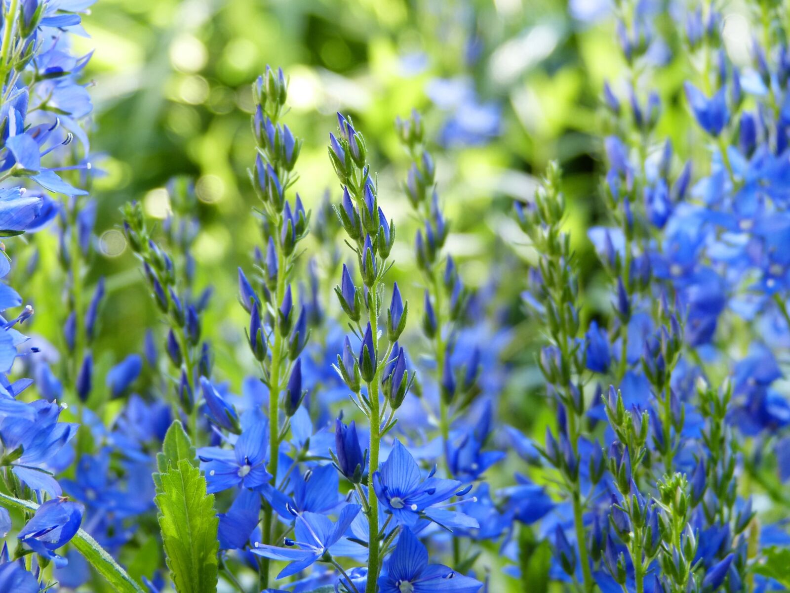 Panasonic Lumix DMC-FZ150 sample photo. Bluebells, blossom, bloom photography