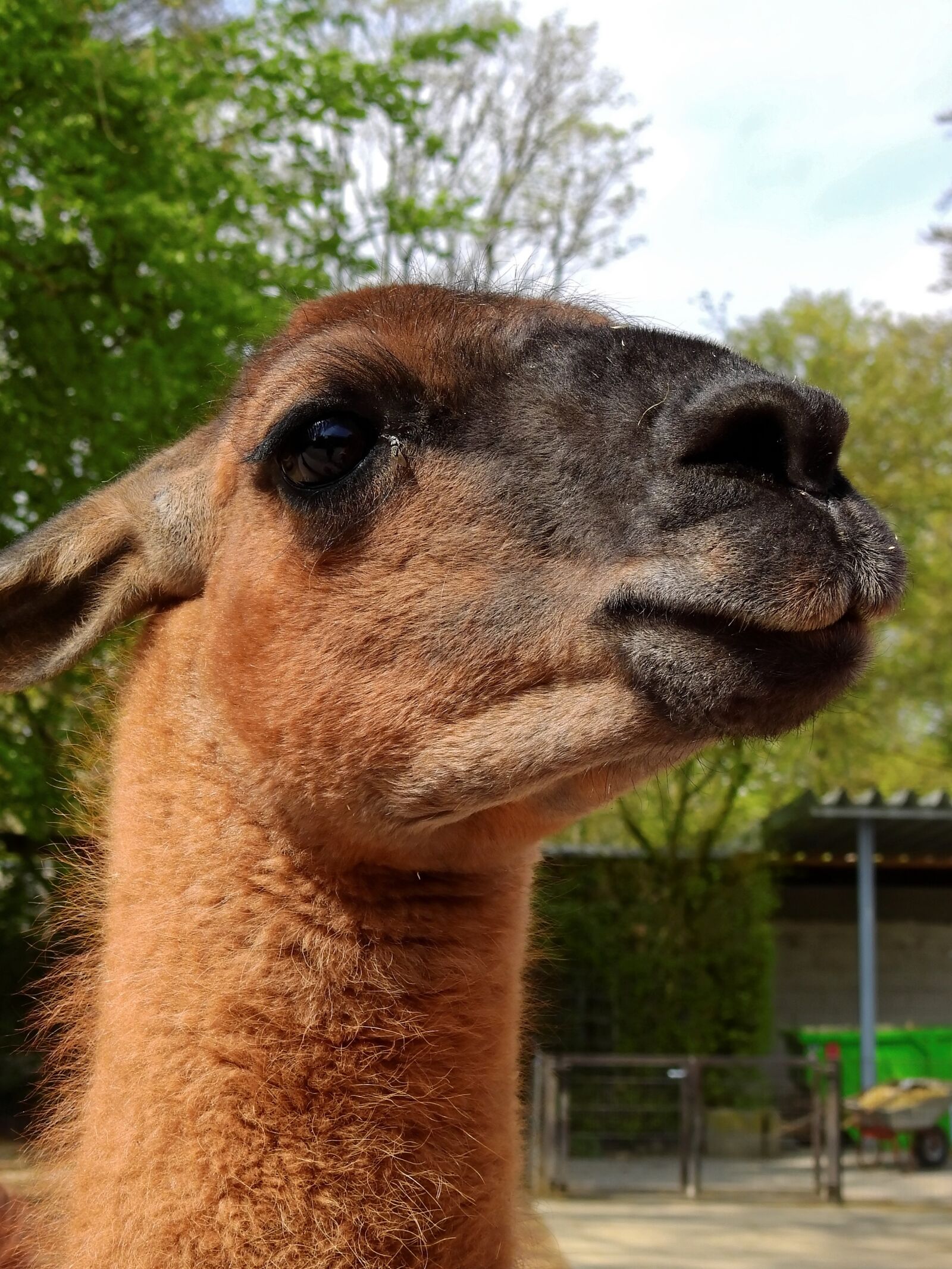 Nikon Coolpix P900 sample photo. Lama, animal, alpaca photography