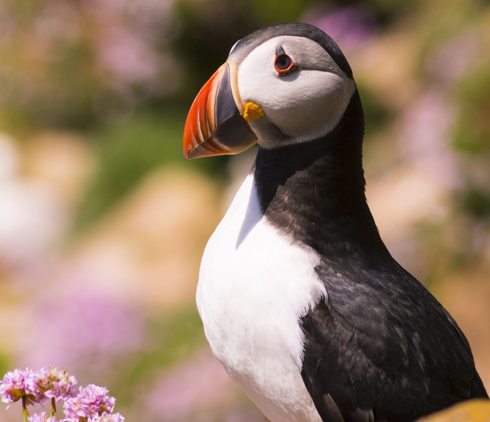 Nikon D810 sample photo. Puffin, bird, nature photography