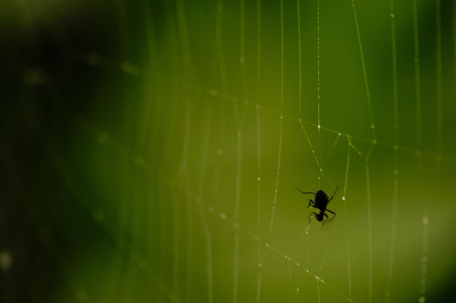 Nikon D90 sample photo. Spiderweb, web, cobweb photography