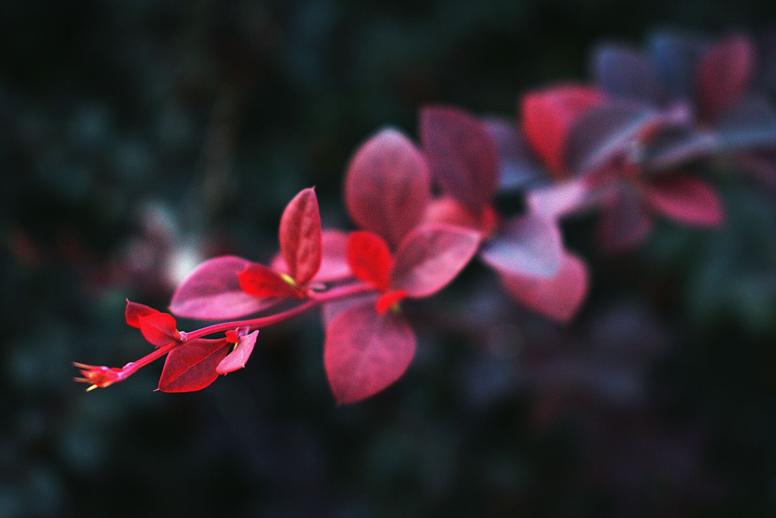 Nikon D3400 sample photo. Leaf, red, nature photography