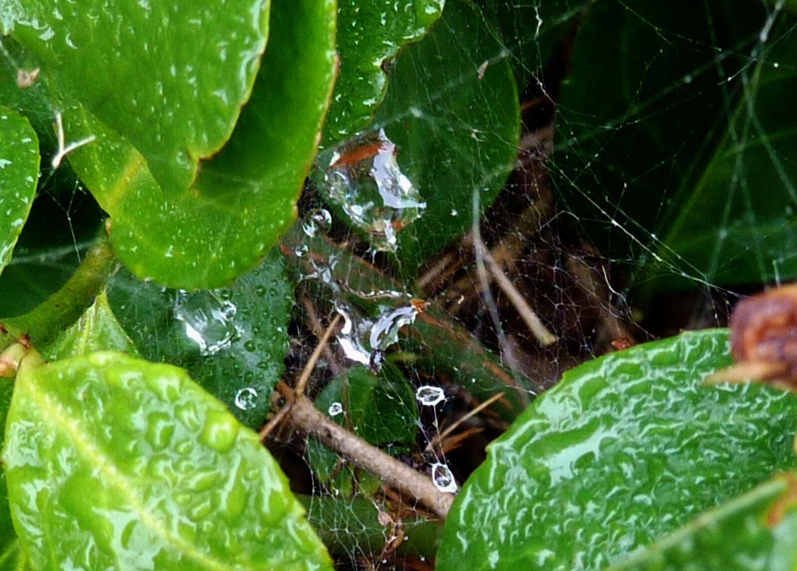 Panasonic DMC-TZ7 sample photo. Indian summer, spider webs photography