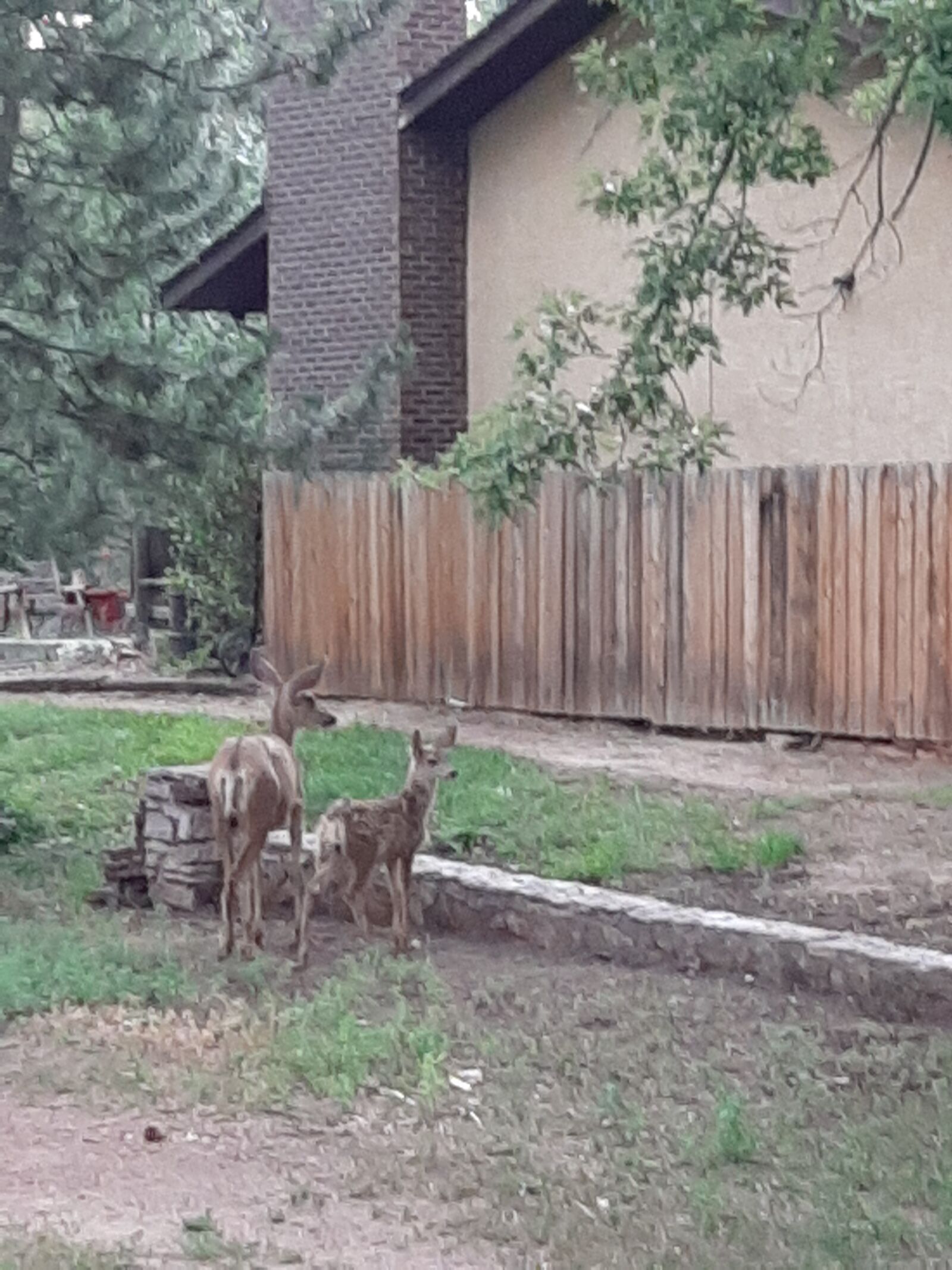 Samsung Galaxy A50 sample photo. Fawn, doe, deer photography