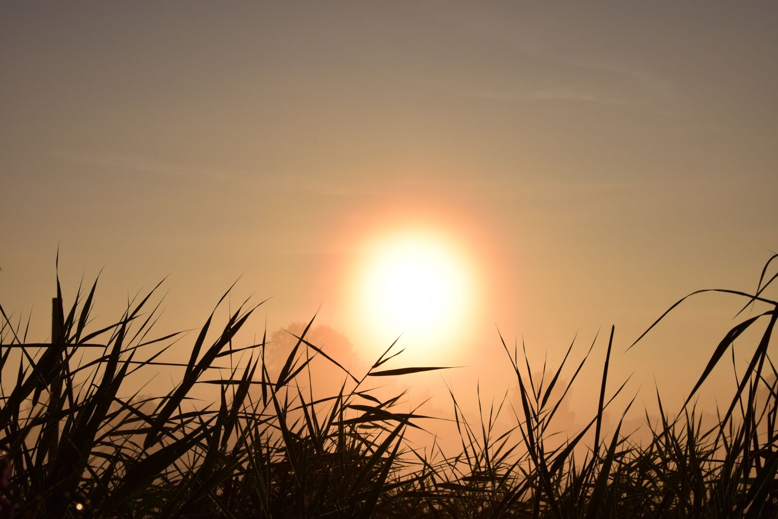 Nikon D3300 sample photo. Sunrise, background, nature photography