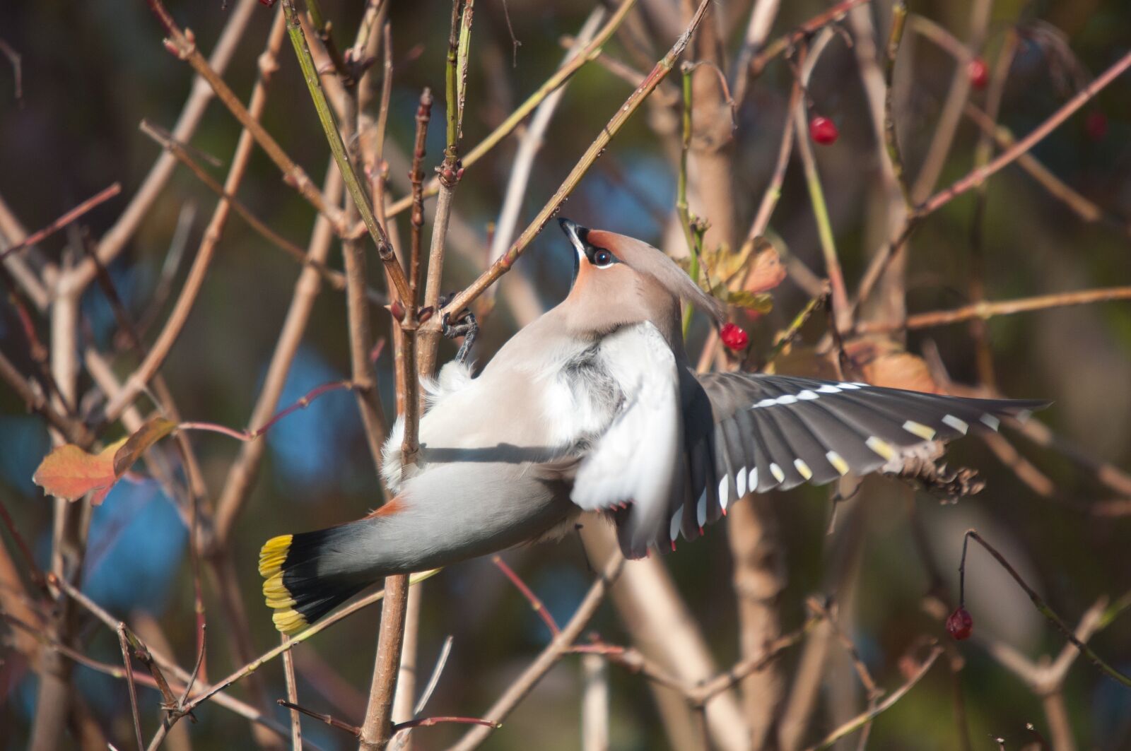 Nikon D90 sample photo. Bohemian waxwing, bird, nature photography