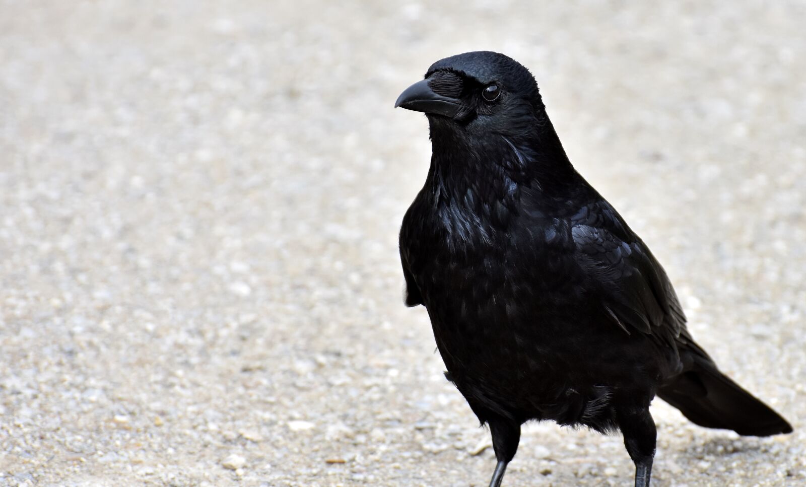 Nikon D7200 sample photo. Common raven, raven, raven photography