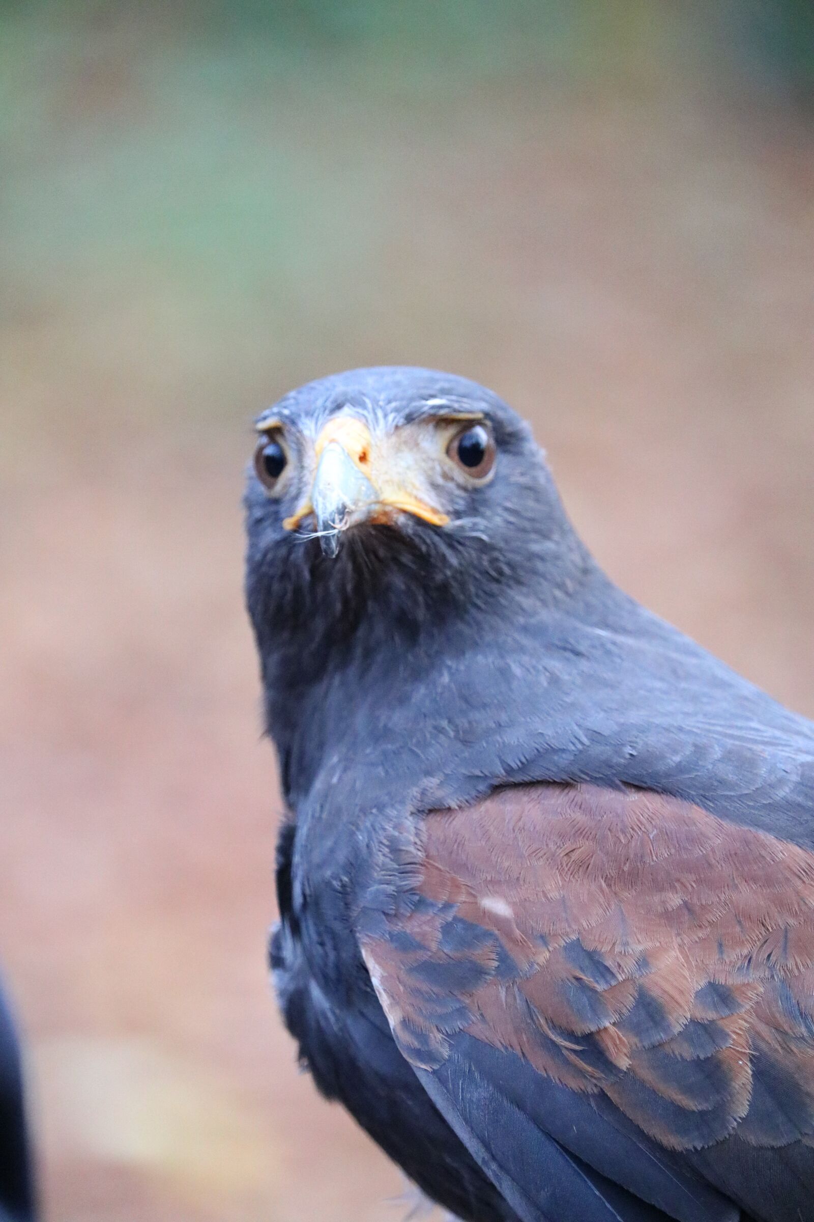 Canon EOS 760D (EOS Rebel T6s / EOS 8000D) sample photo. Golden eagle, raptor, close photography