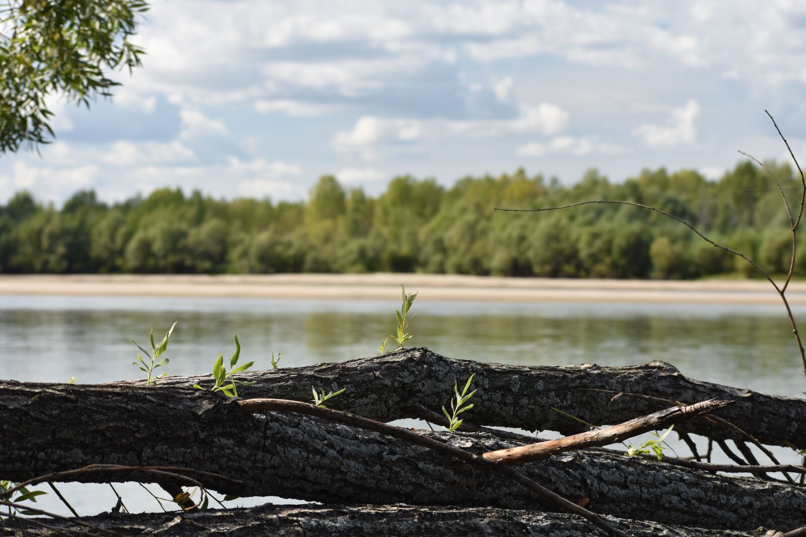 Nikon D3400 sample photo. Tree, trunk, desktop photography