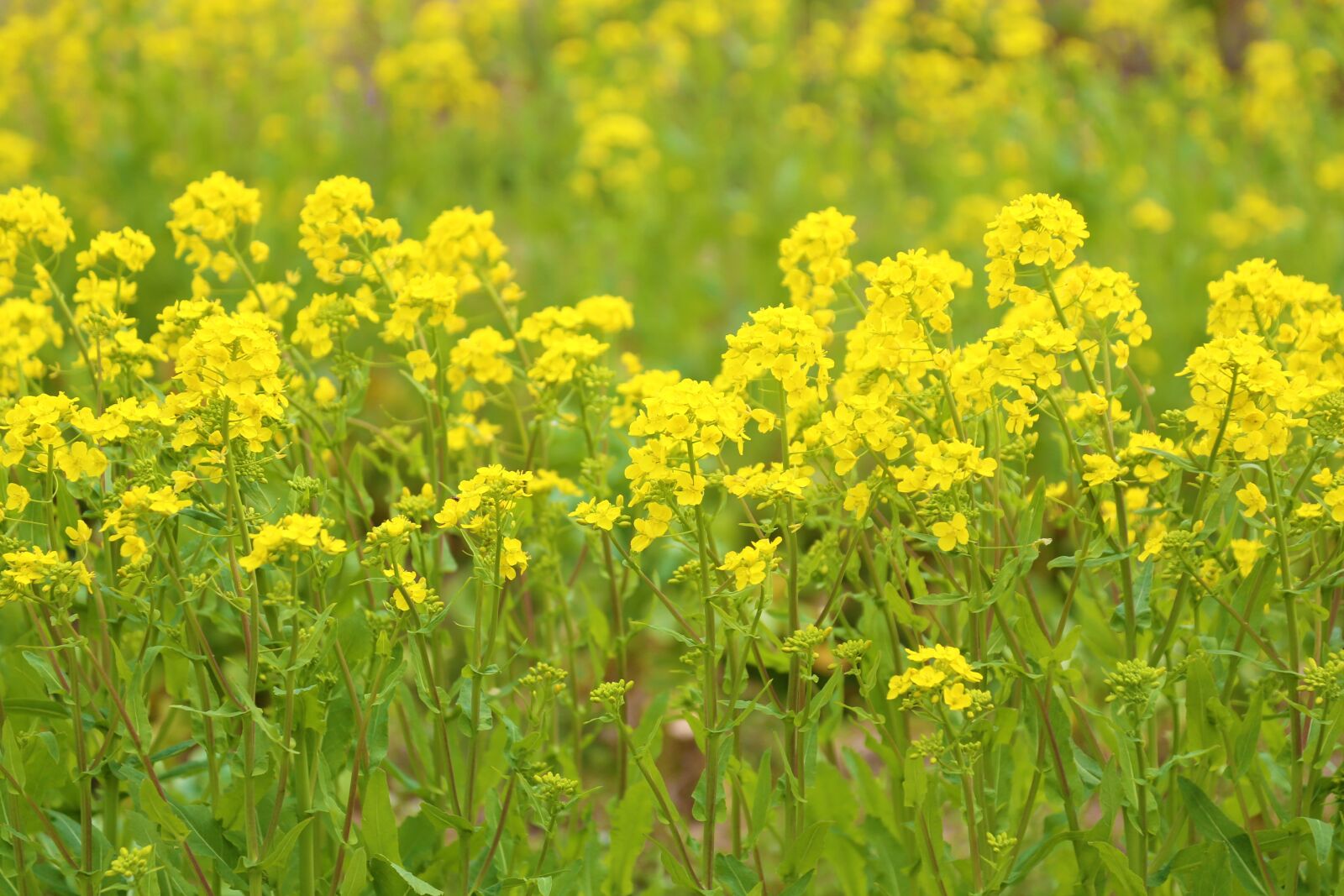 Canon EF 24-105mm F4L IS USM sample photo. Rape blossoms, yellow, flowers photography