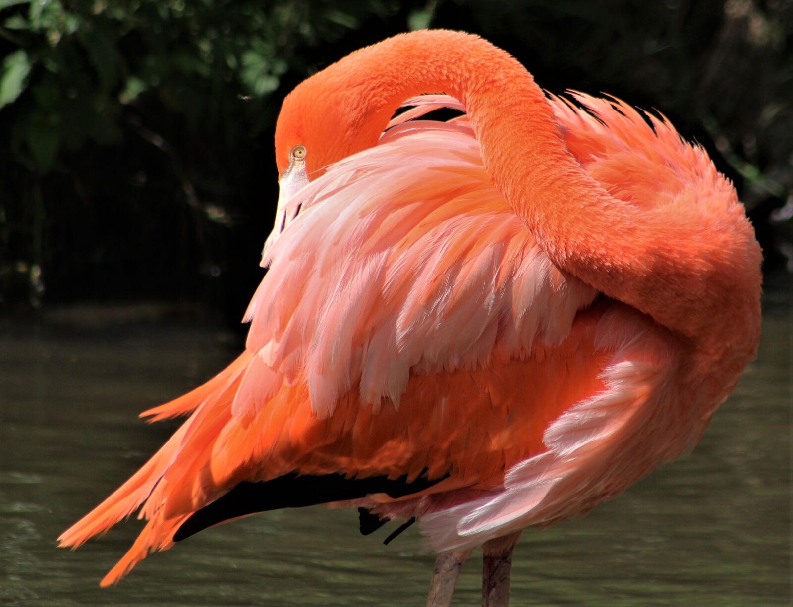 Canon EOS 1300D (EOS Rebel T6 / EOS Kiss X80) sample photo. Bird, feather, flamingo photography