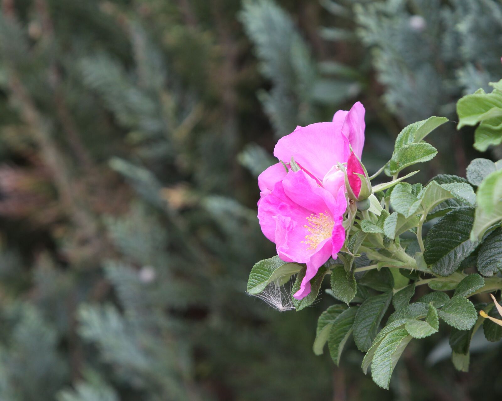 Canon EOS 50D sample photo. Flower, pink, rose photography