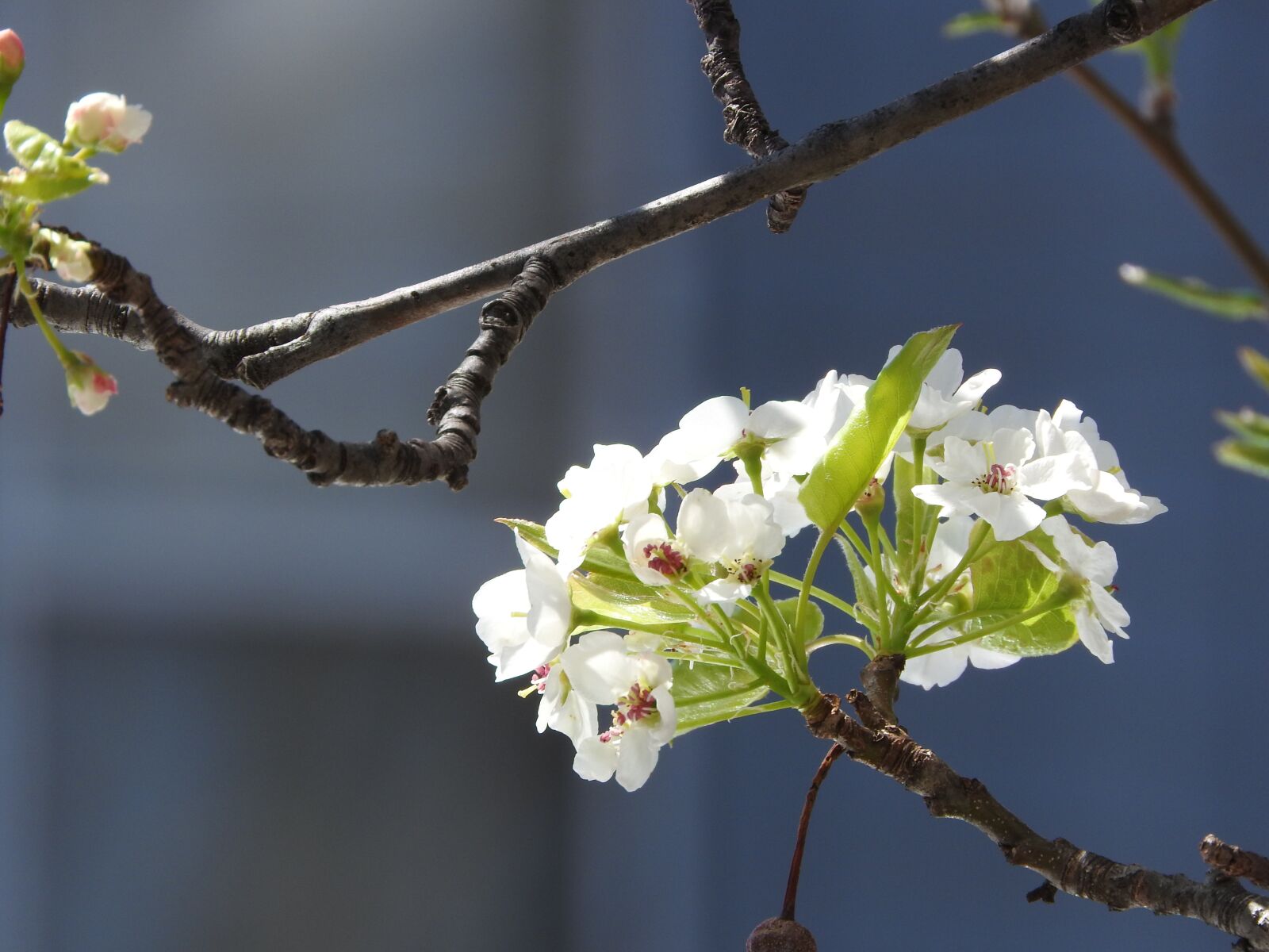 Nikon Coolpix P610 sample photo. Spring, nature, flower photography