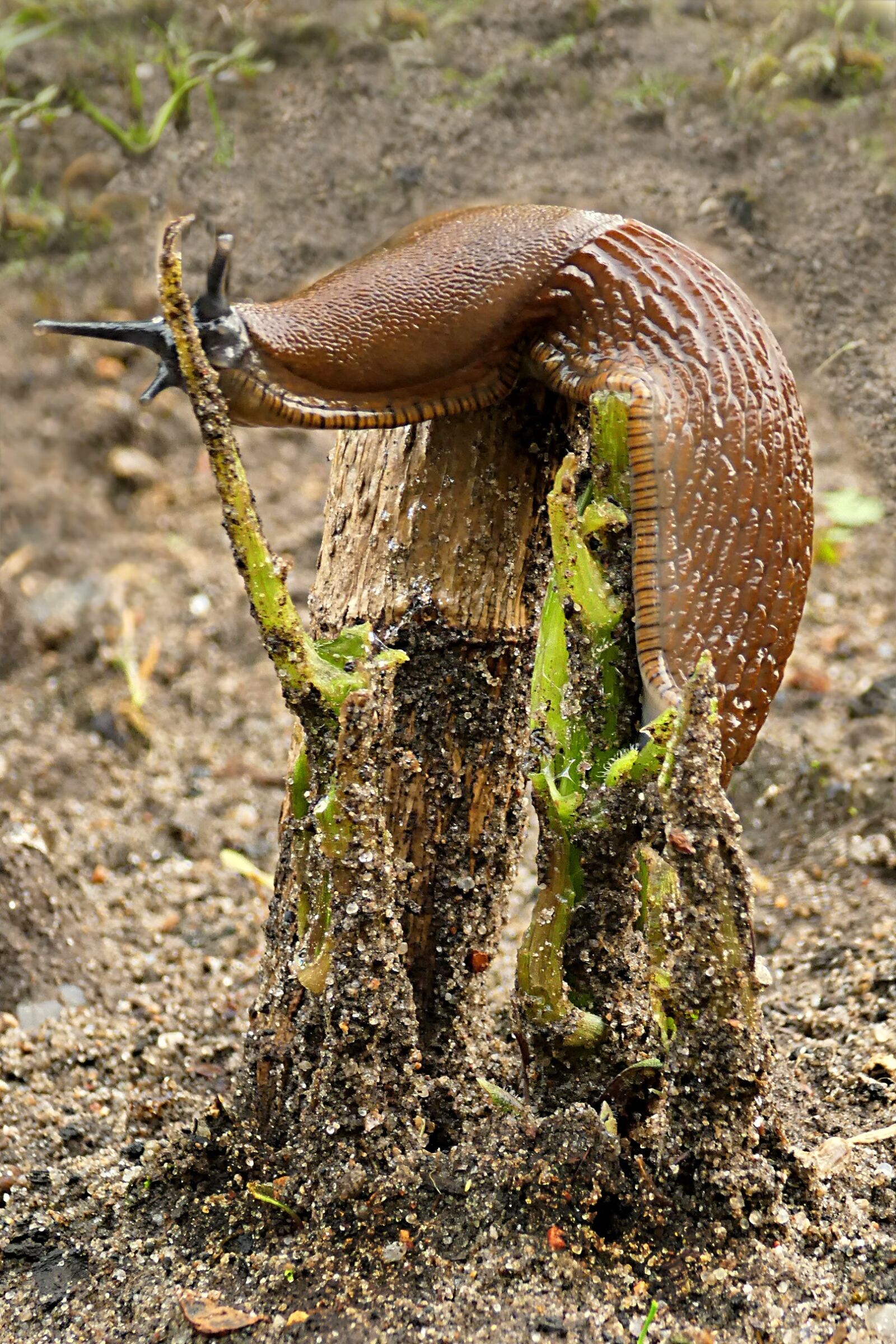Panasonic DMC-TZ81 sample photo. Snail, slug, cochlear limax photography