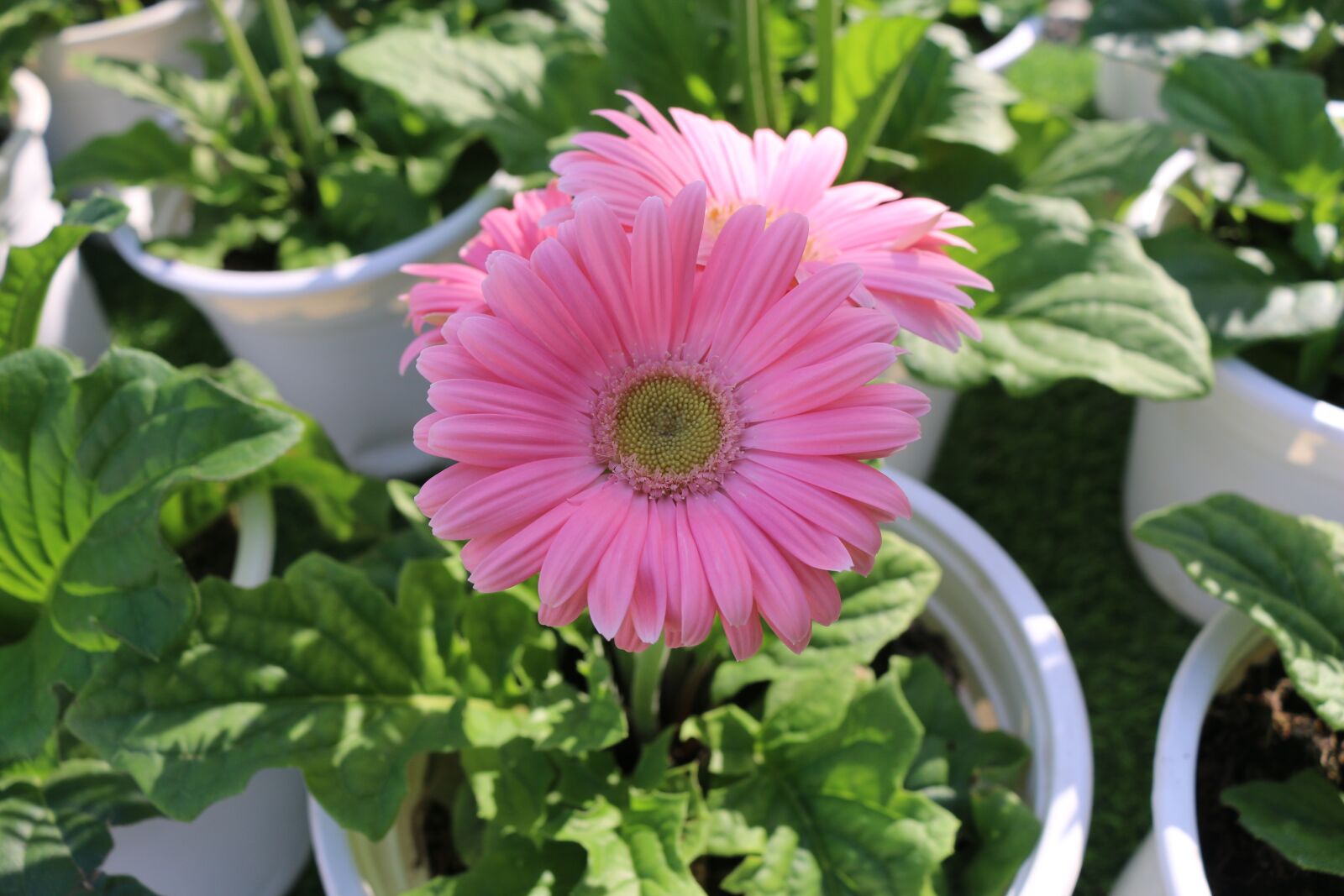 Canon EOS 70D sample photo. Flower, cambodia, cambodian photography