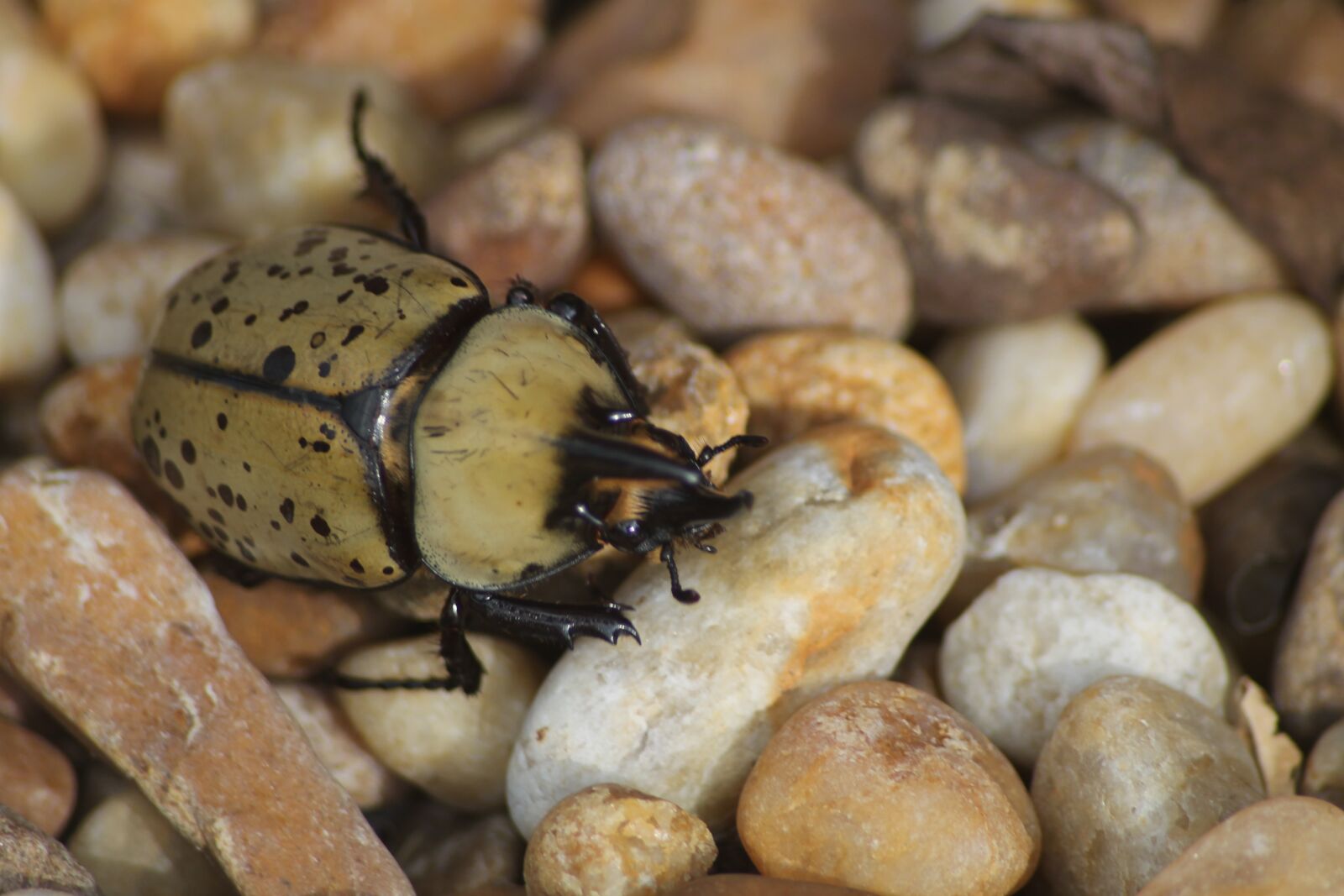 Canon EOS 1100D (EOS Rebel T3 / EOS Kiss X50) sample photo. Beetle, outdoor, nature photography