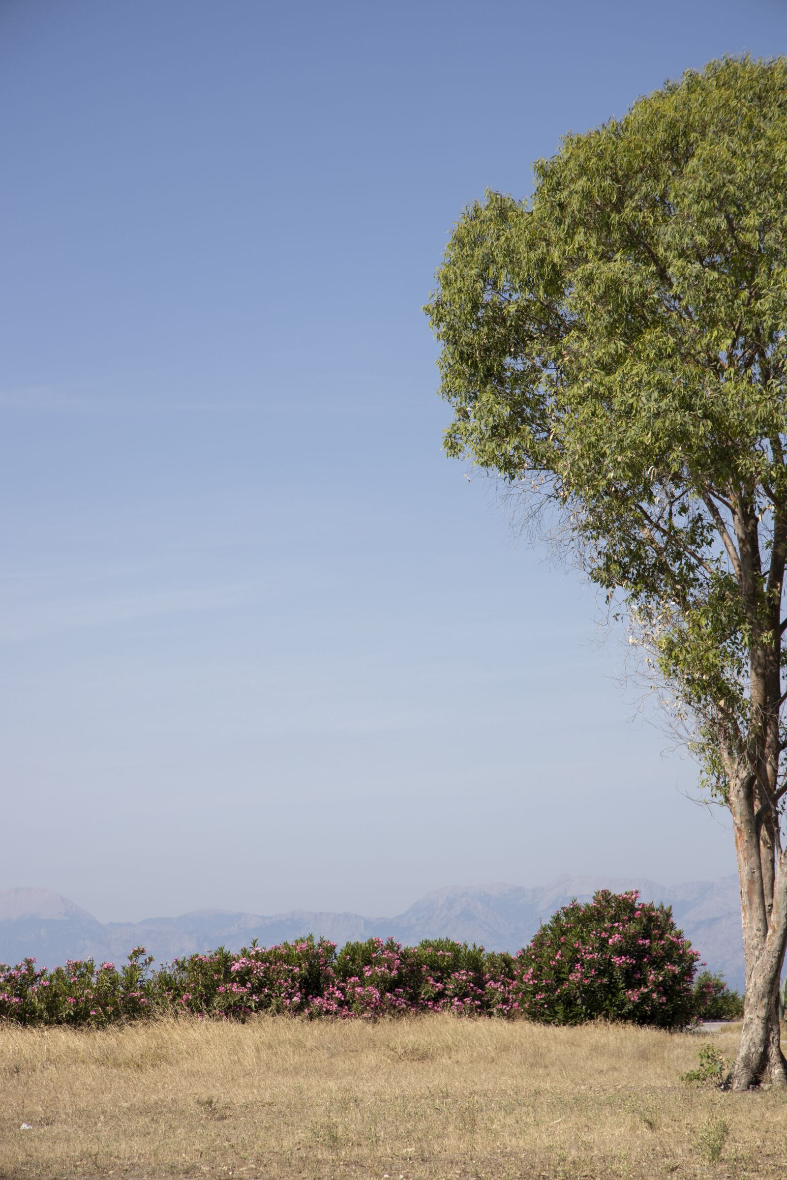 Canon RF 24-105mm F4L IS USM sample photo. Tree, nature, branch photography