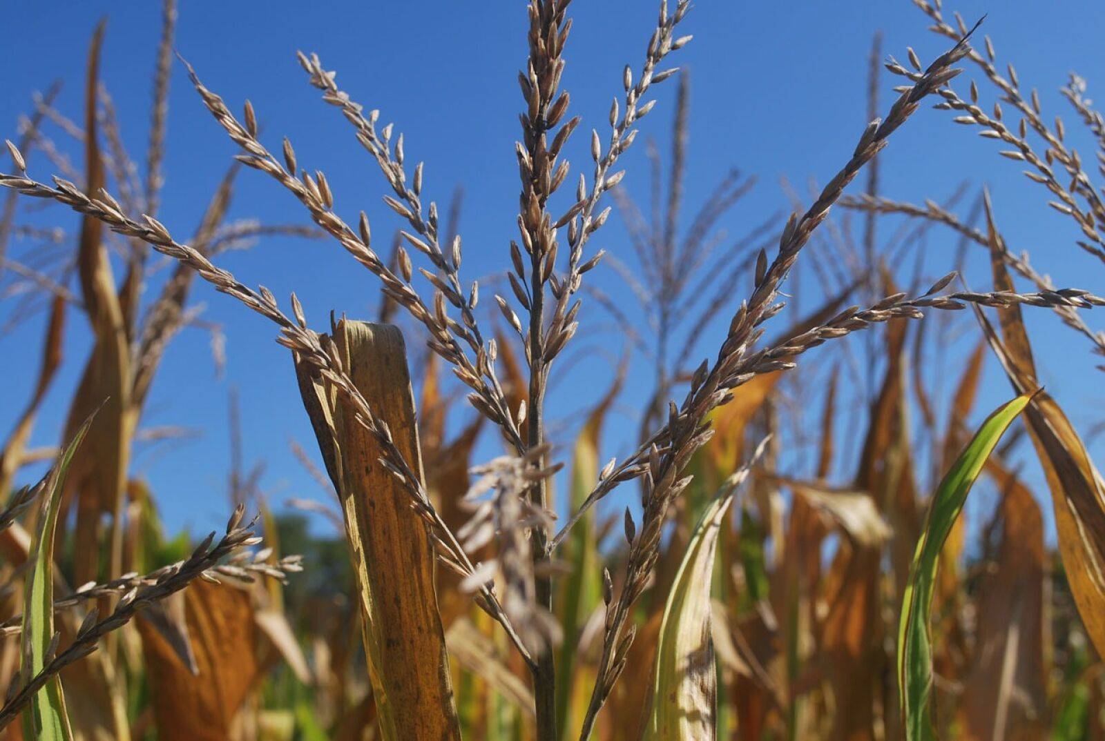 Nikon D60 sample photo. Corn, tassel, tassels photography