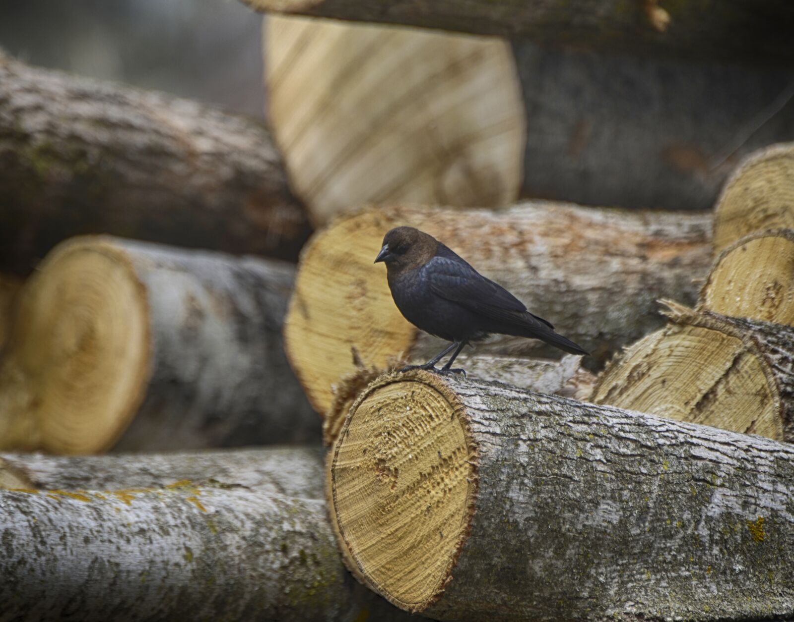 Nikon D7000 sample photo. Animal, bird, nature photography