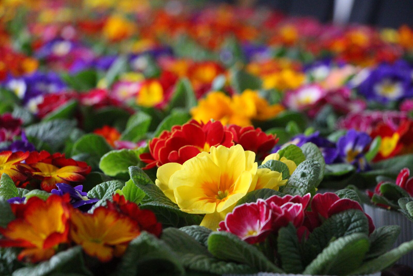 Canon EOS 700D (EOS Rebel T5i / EOS Kiss X7i) sample photo. Primroses, women's day, sea photography