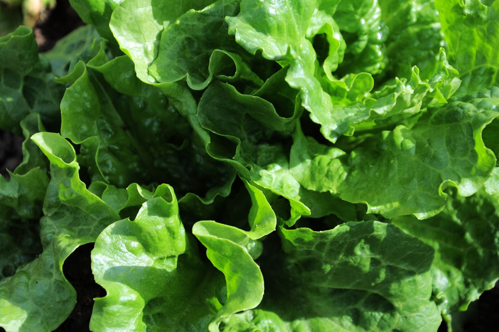 Nikon D90 sample photo. Lettuce, lettuce official, vegetable photography