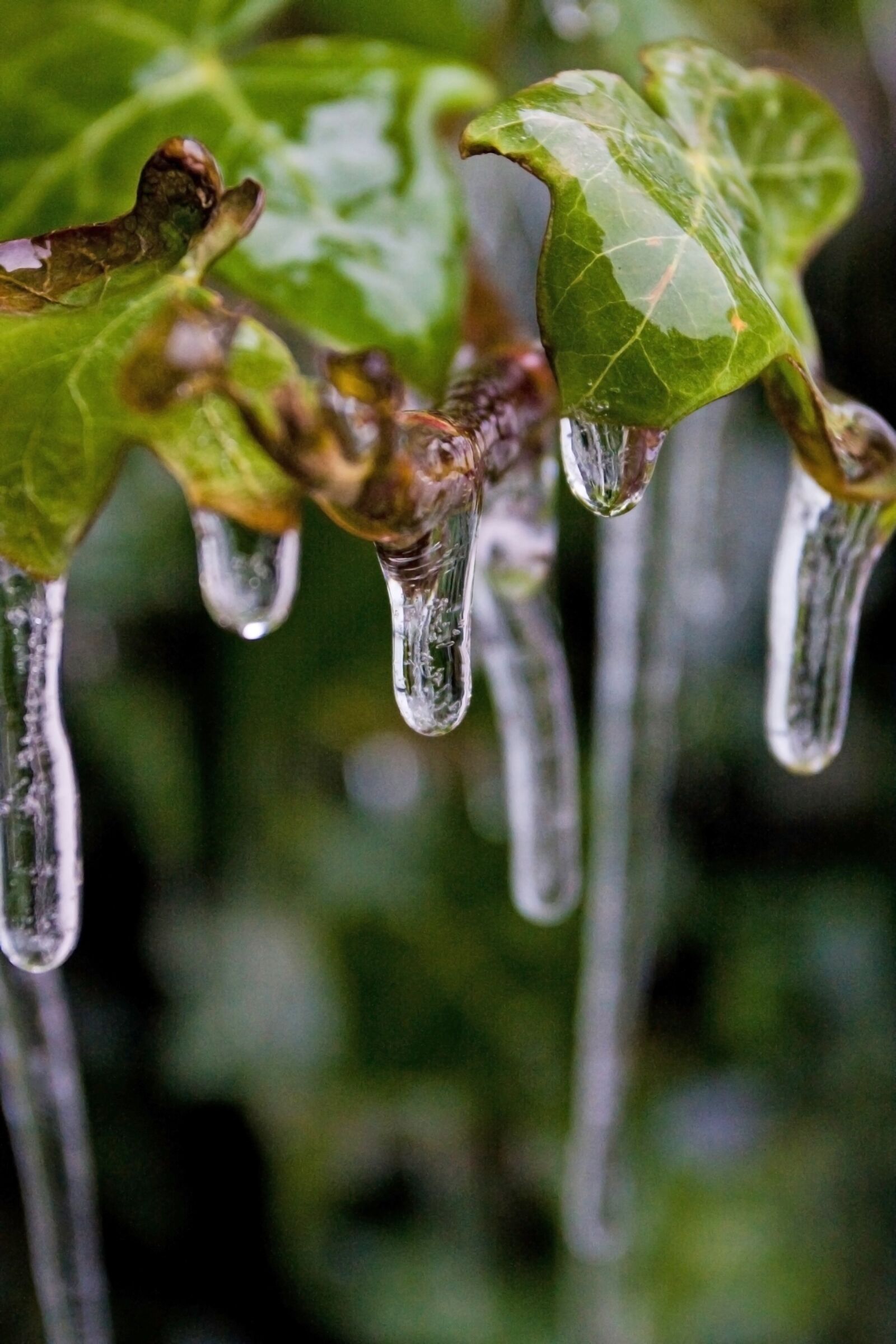 Canon EOS 40D sample photo. Frost, ivy, ice photography