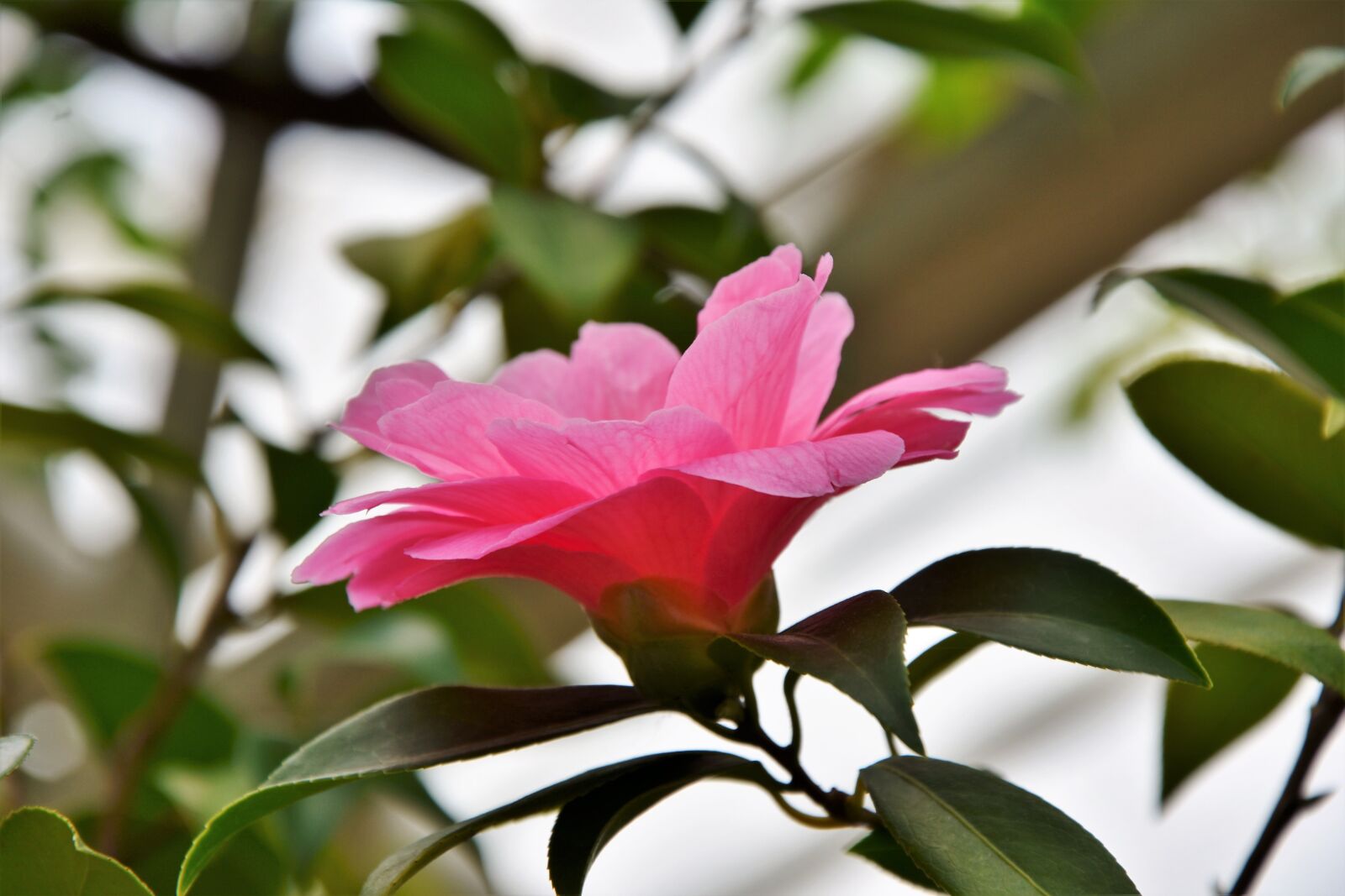 Nikon D7200 sample photo. Flower, blossom, bloom photography