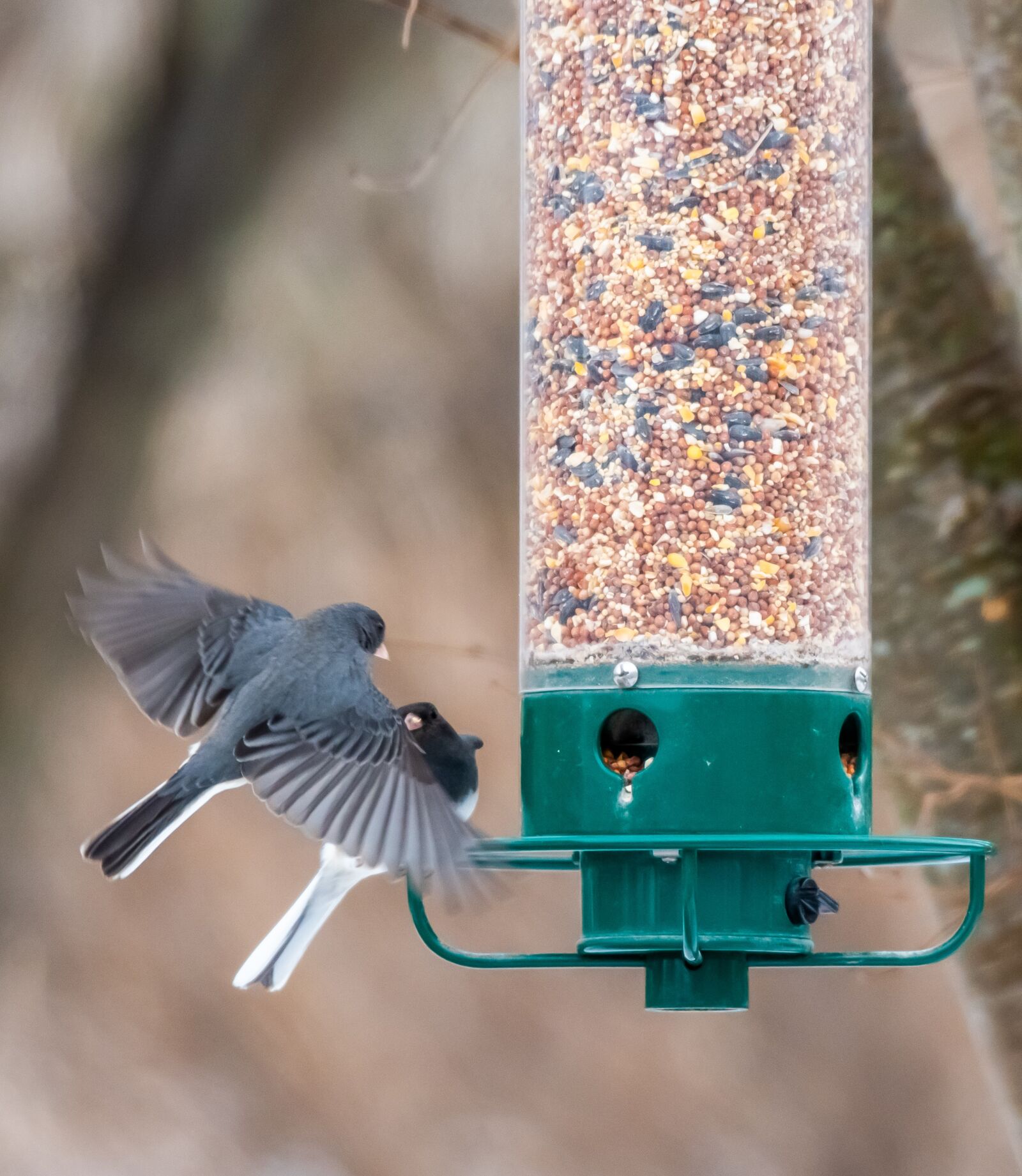 Nikon D500 sample photo. Bird feeder, backyard, wildlife photography