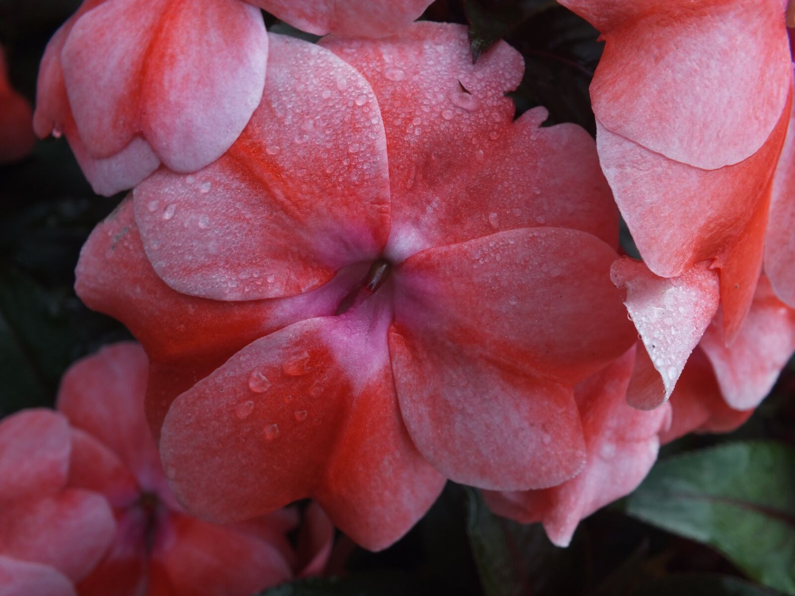 FujiFilm FinePix HS20 EXR (FinePix HS22 EXR) sample photo. Flower, garden, pink photography
