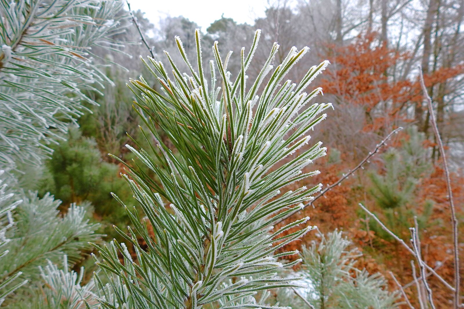 Nikon Coolpix P900 sample photo. Tree, nature, winter photography