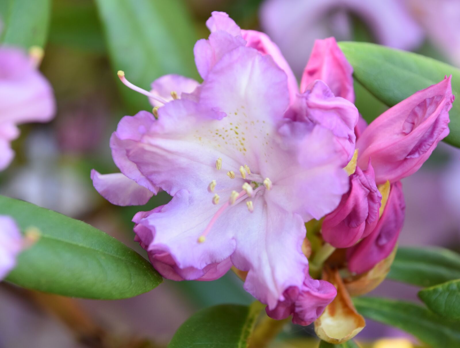 Nikon D5600 sample photo. Flower, garden, nature photography