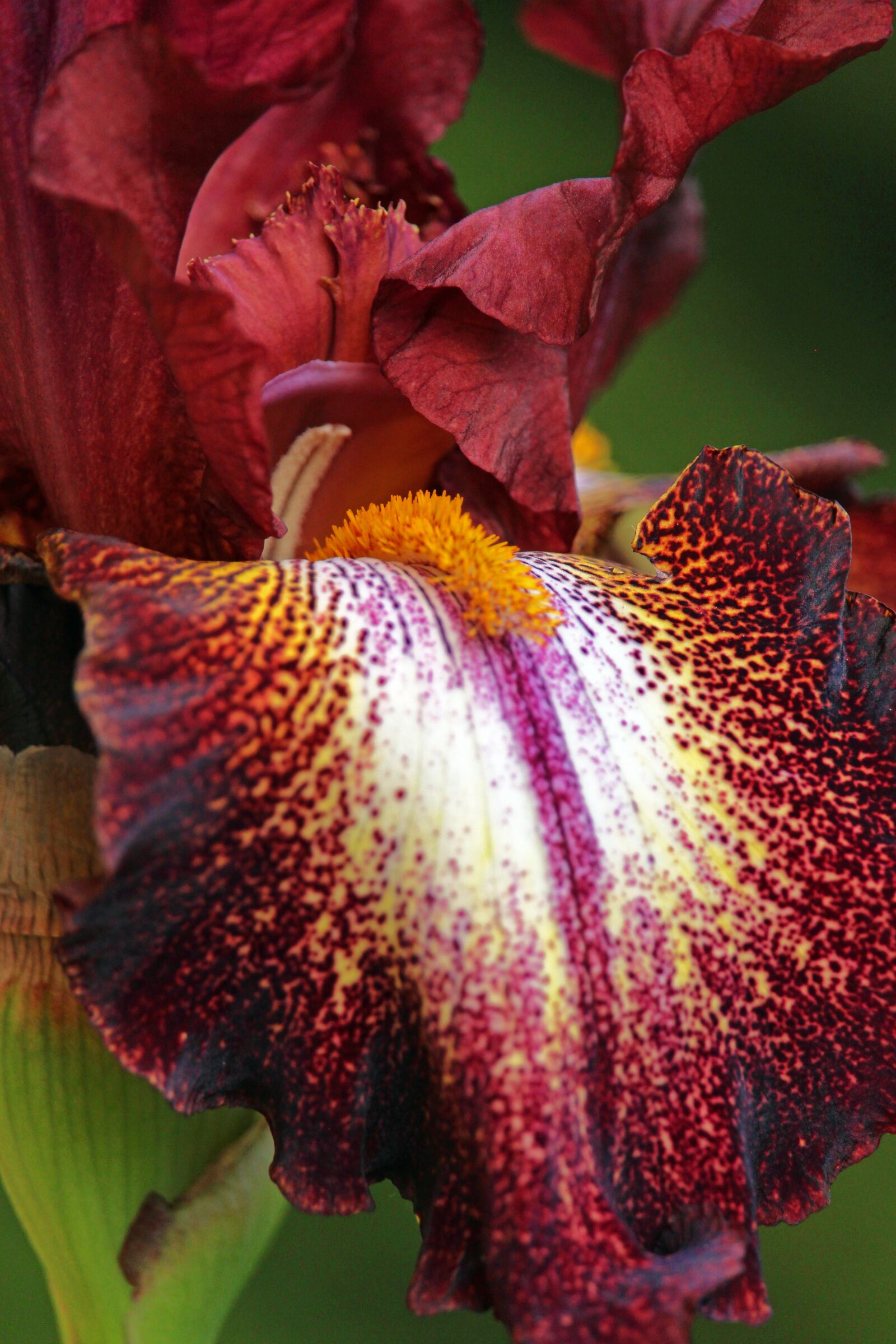 Canon EOS 700D (EOS Rebel T5i / EOS Kiss X7i) sample photo. Iris, lily, blossom photography