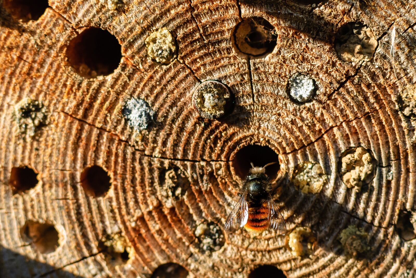 Nikon D80 sample photo. Insect, stripe, wood photography