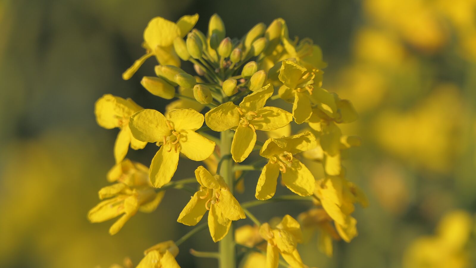 Panasonic Lumix DMC-FZ2500 (Lumix DMC-FZ2000) sample photo. Rapeseed, flower, yellow photography