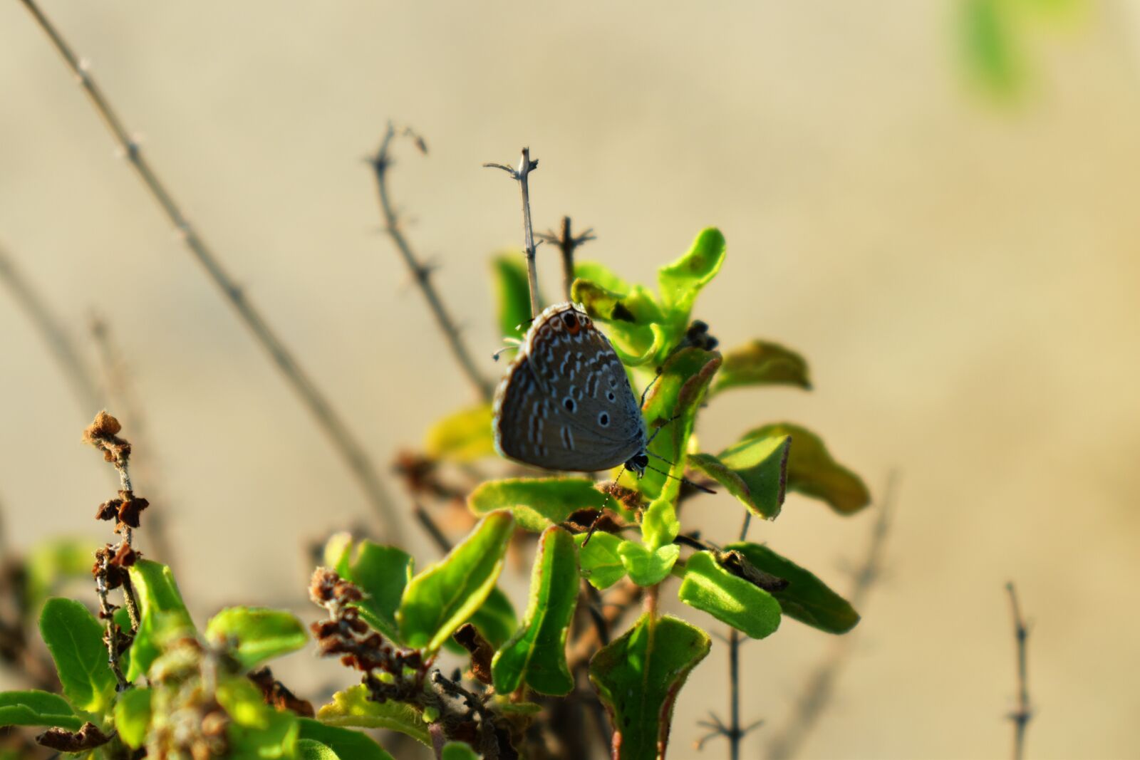 Nikon D5600 sample photo. Butterfly, insect, camouflage photography