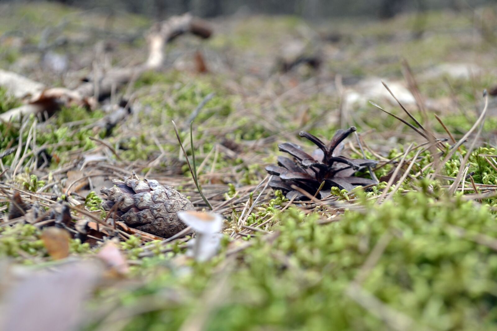 Nikon D3100 sample photo. Macro, cones, moss photography