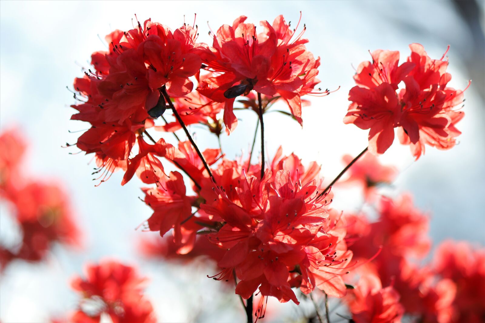 Canon EOS 80D sample photo. Coral, azalea, flower photography