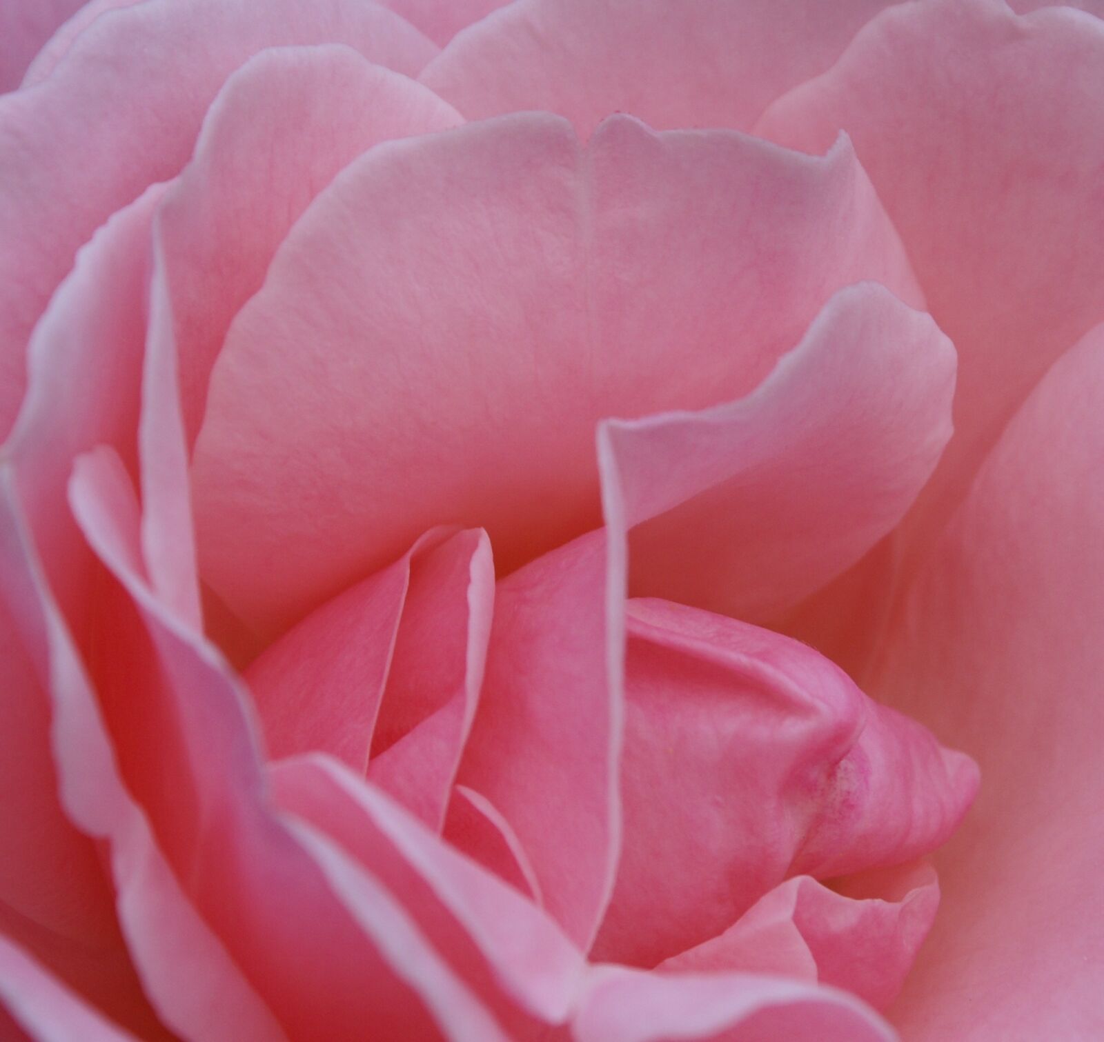 Sony Alpha DSLR-A100 sample photo. Rose, blossom, bloom photography