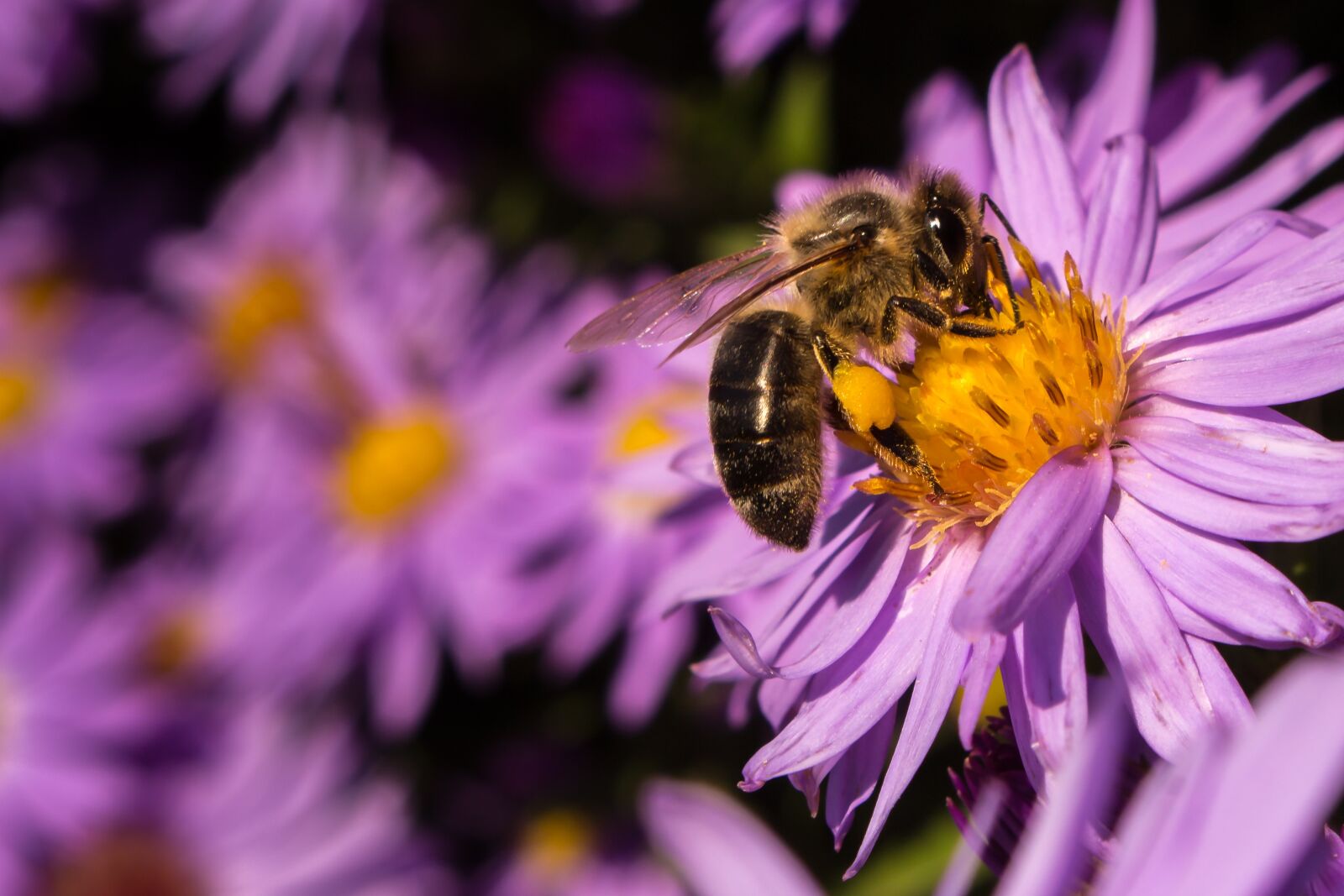Canon EOS 700D (EOS Rebel T5i / EOS Kiss X7i) sample photo. Bee, blossom, bloom photography