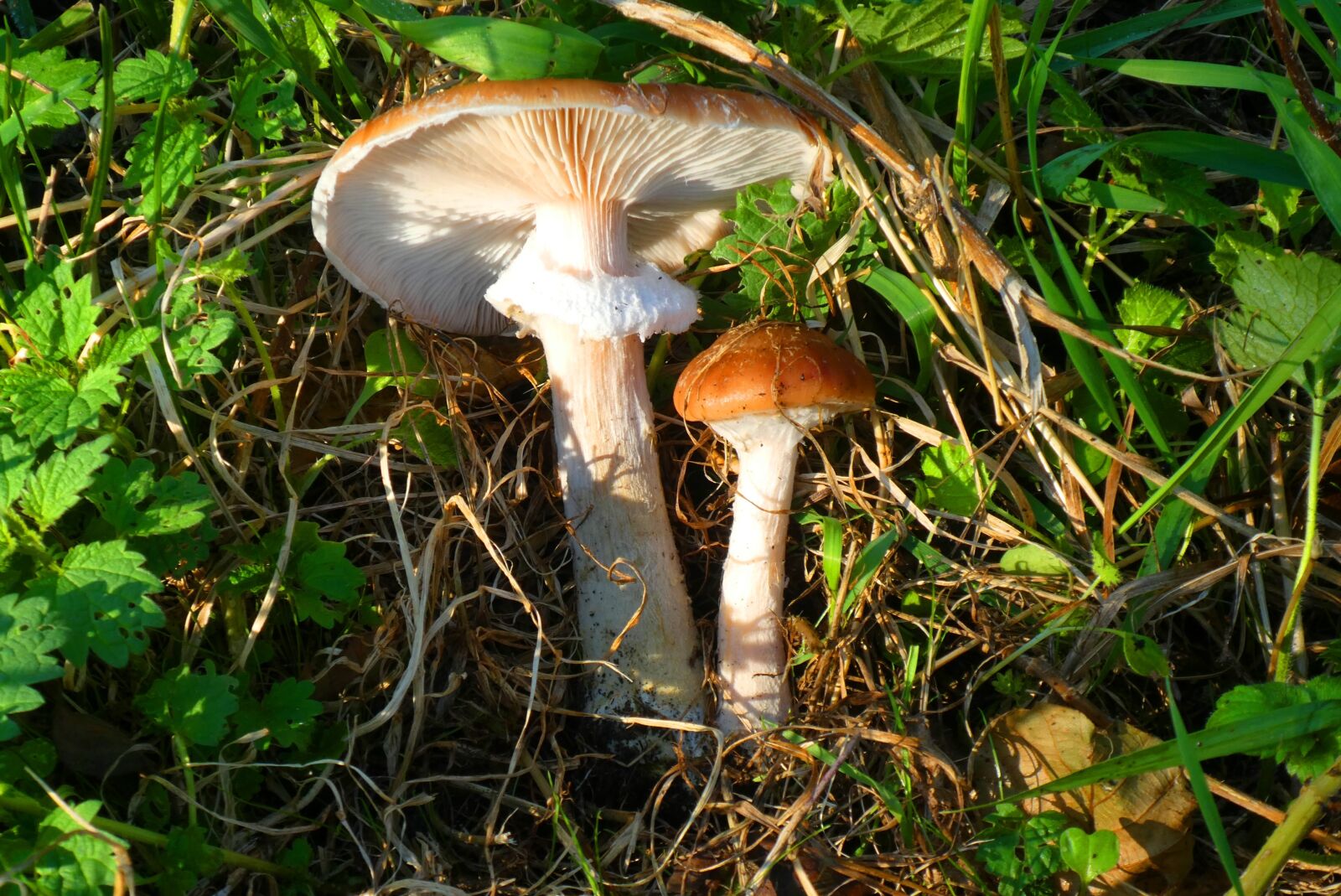 Panasonic Lumix DC-ZS70 (Lumix DC-TZ90) sample photo. Mushroom, forest, autumn photography