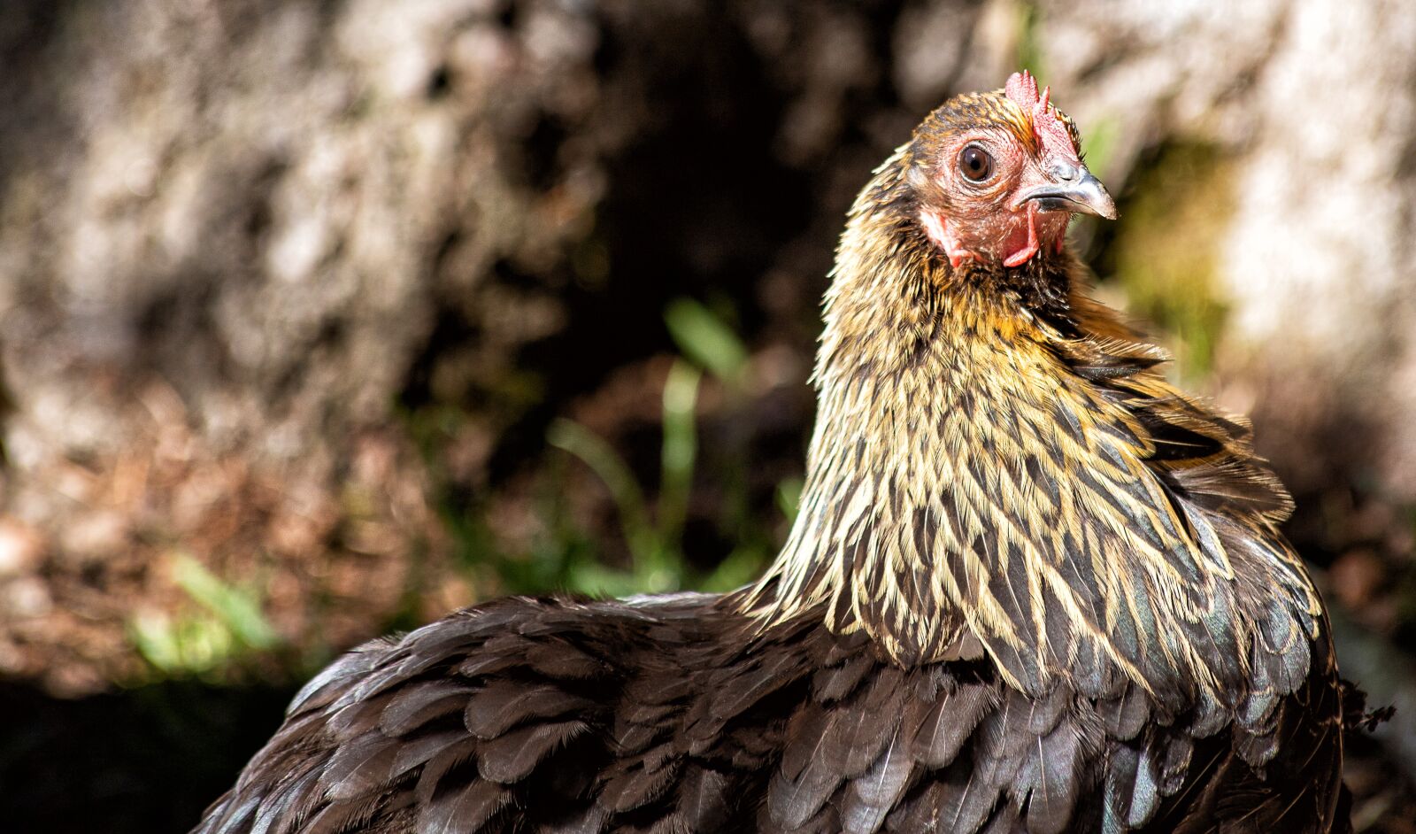 Canon EF 70-300mm F4-5.6 IS USM sample photo. Chicken, bird, animal photography