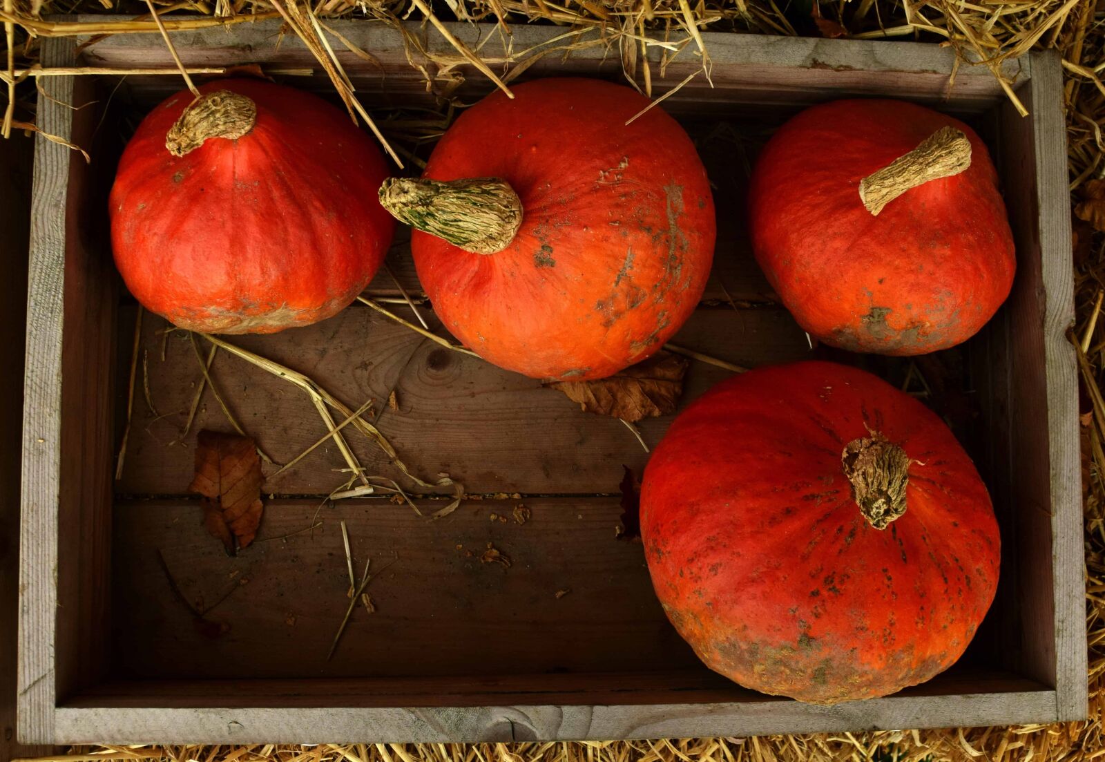 Nikon D3300 sample photo. Pumpkin, market, food, vegetable photography