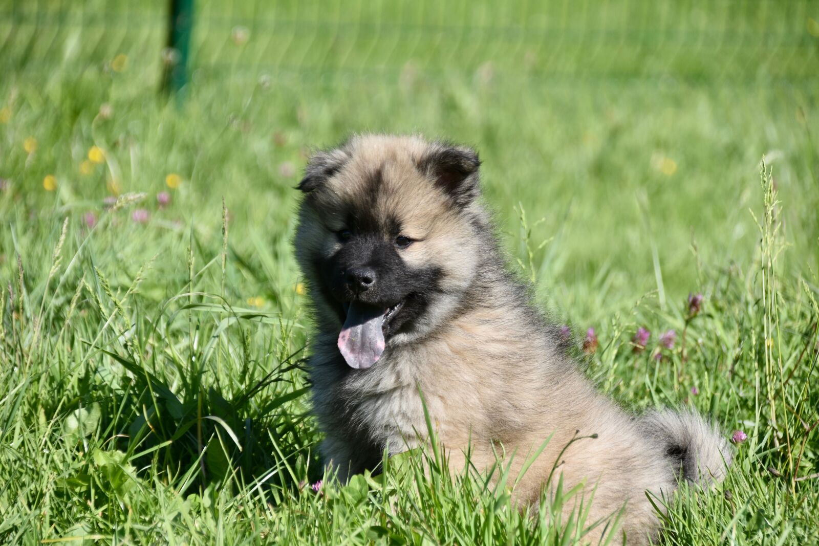 Nikon D5600 sample photo. Dog, puppy, pup photography