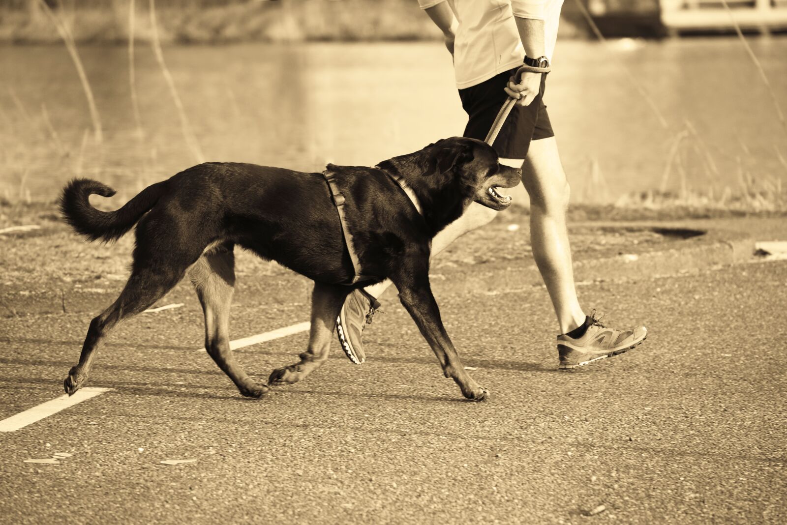 Nikon D750 sample photo. Dog, animal, runner photography