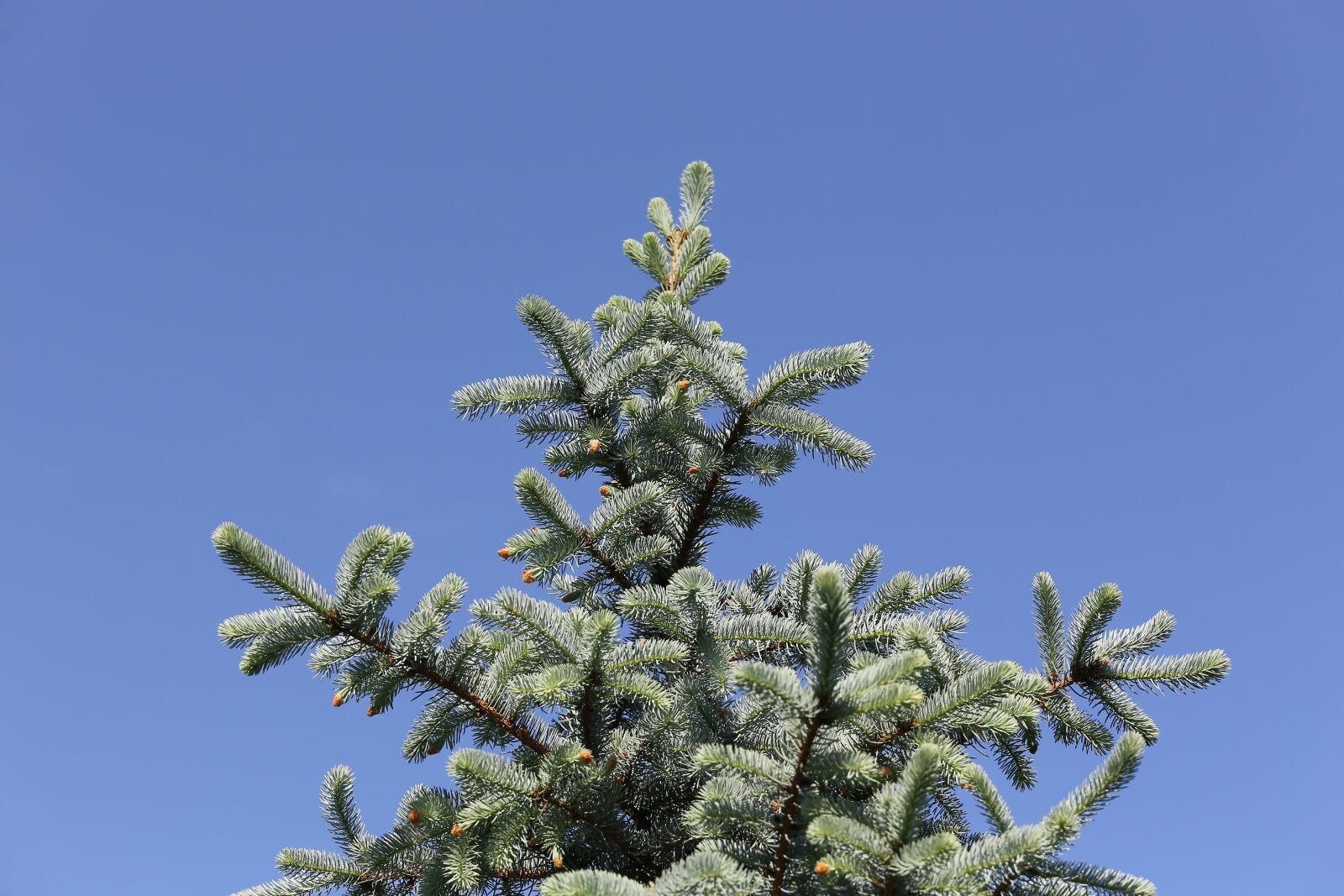 Canon EOS 6D + Canon EF 70-200mm F4L IS USM sample photo. Silver fir, branches, young photography