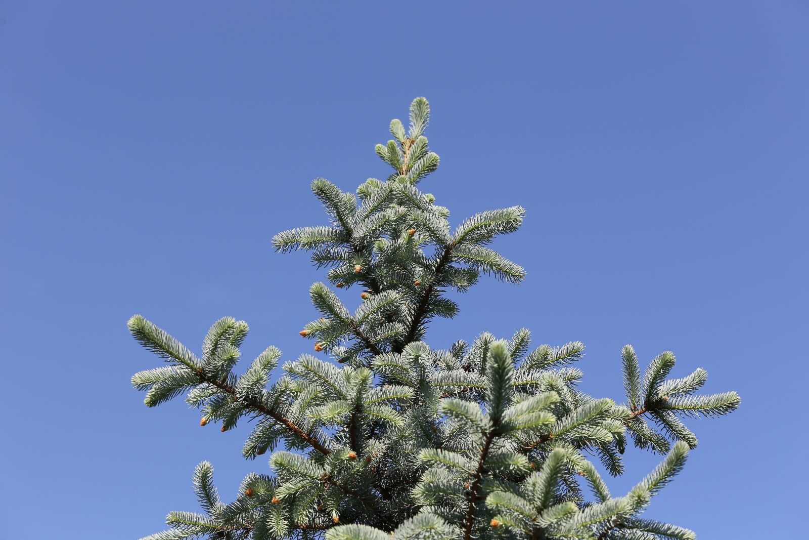 Canon EF 70-200mm F4L IS USM sample photo. Silver fir, branches, young photography