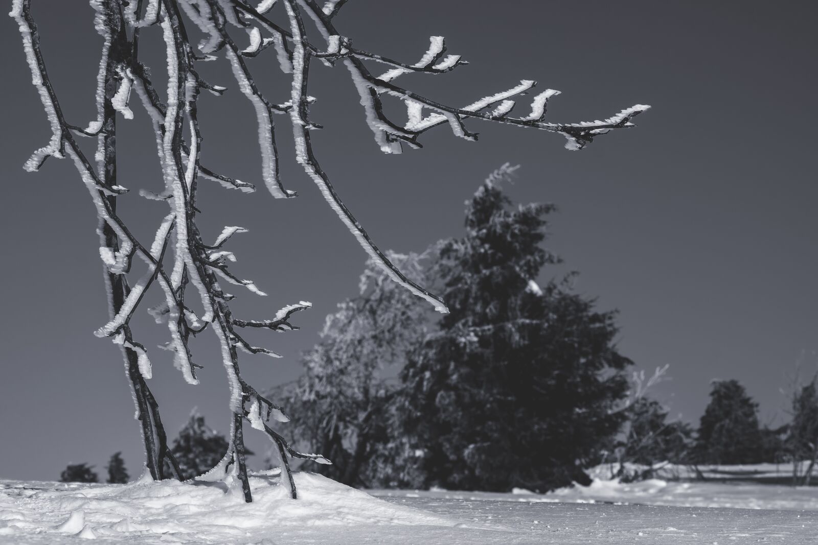 Fujifilm X-T10 sample photo. Branch, snow, frozen photography