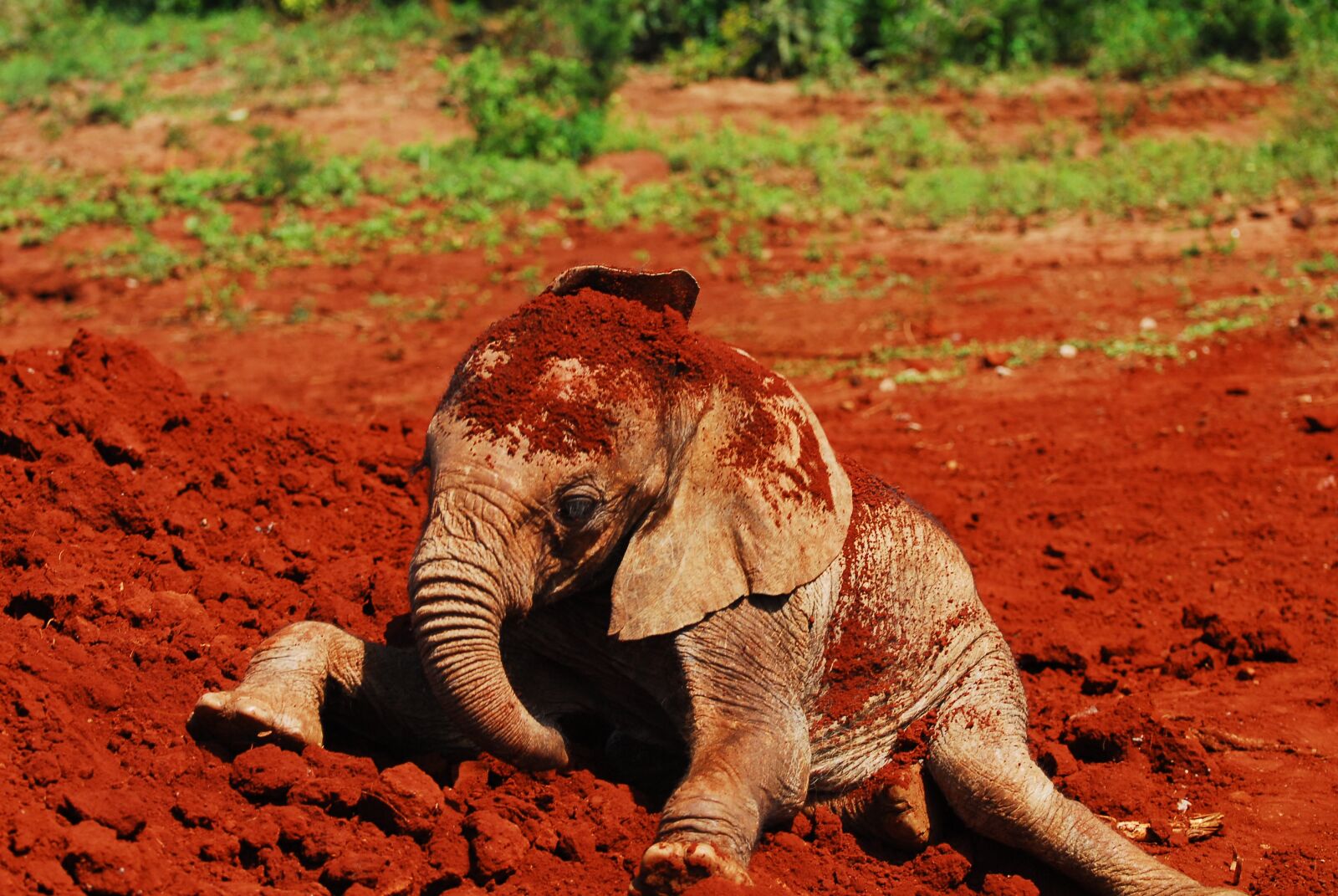 Nikon D200 sample photo. Feeding baby elephants, dust photography